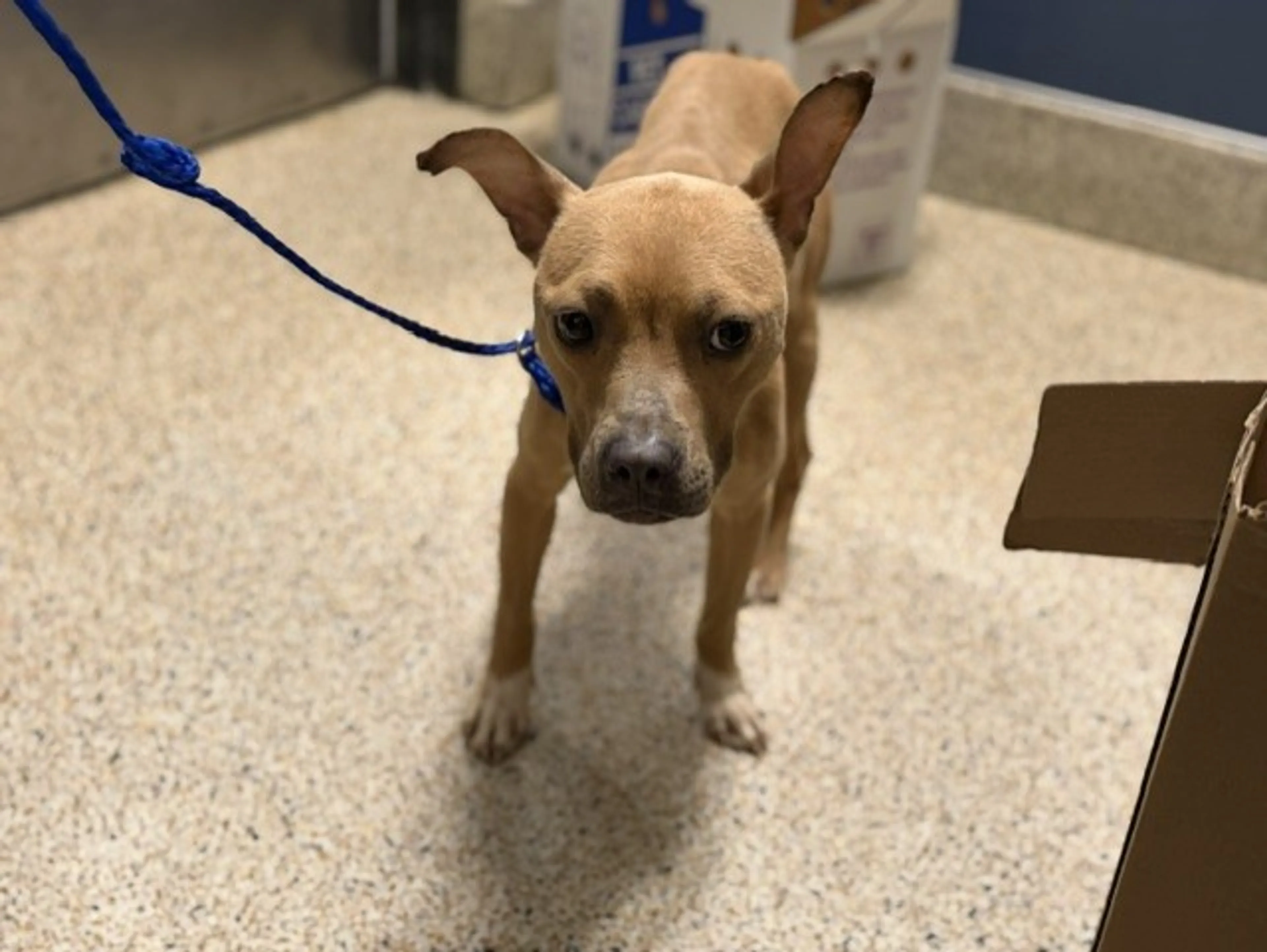 Found pet