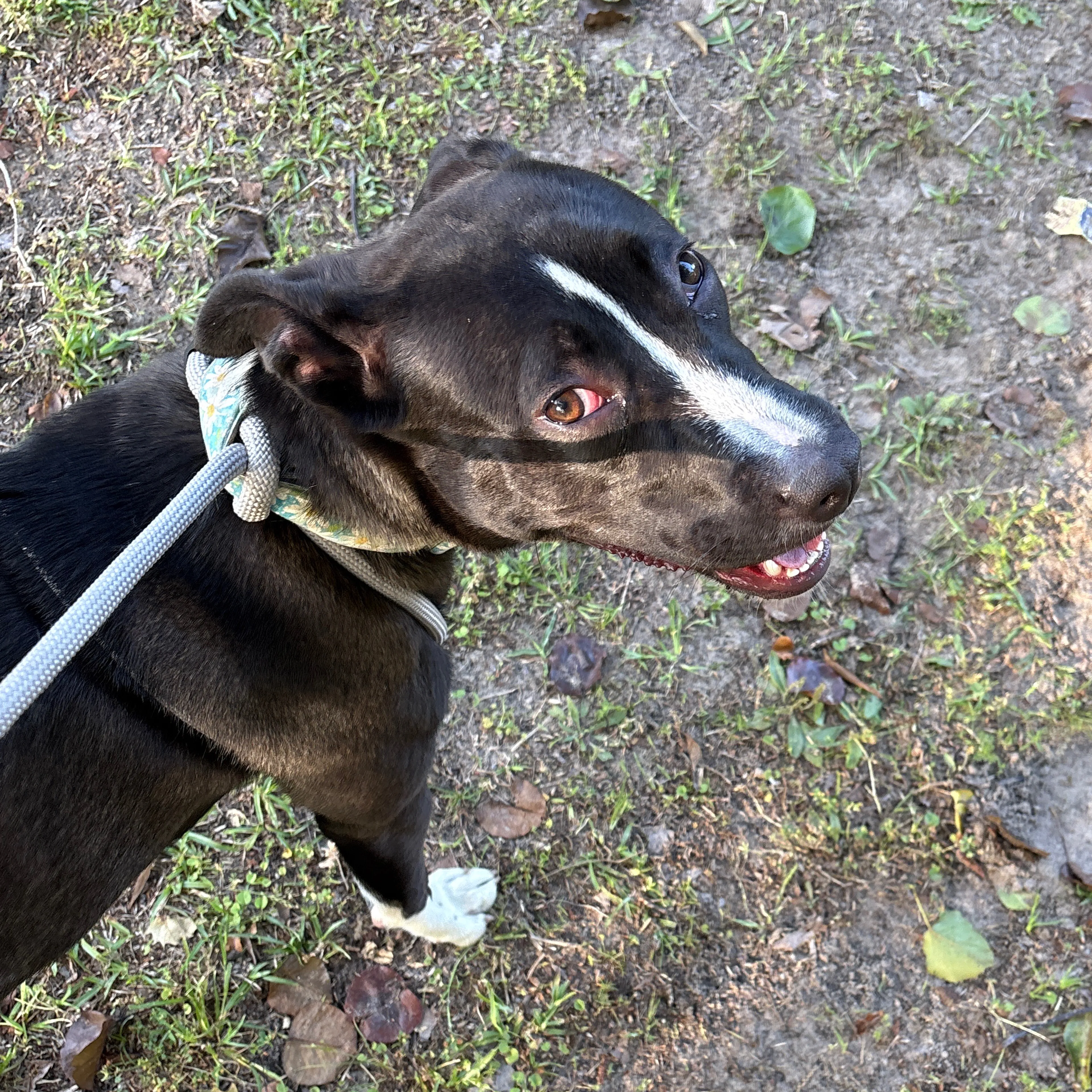 Lost pet-2