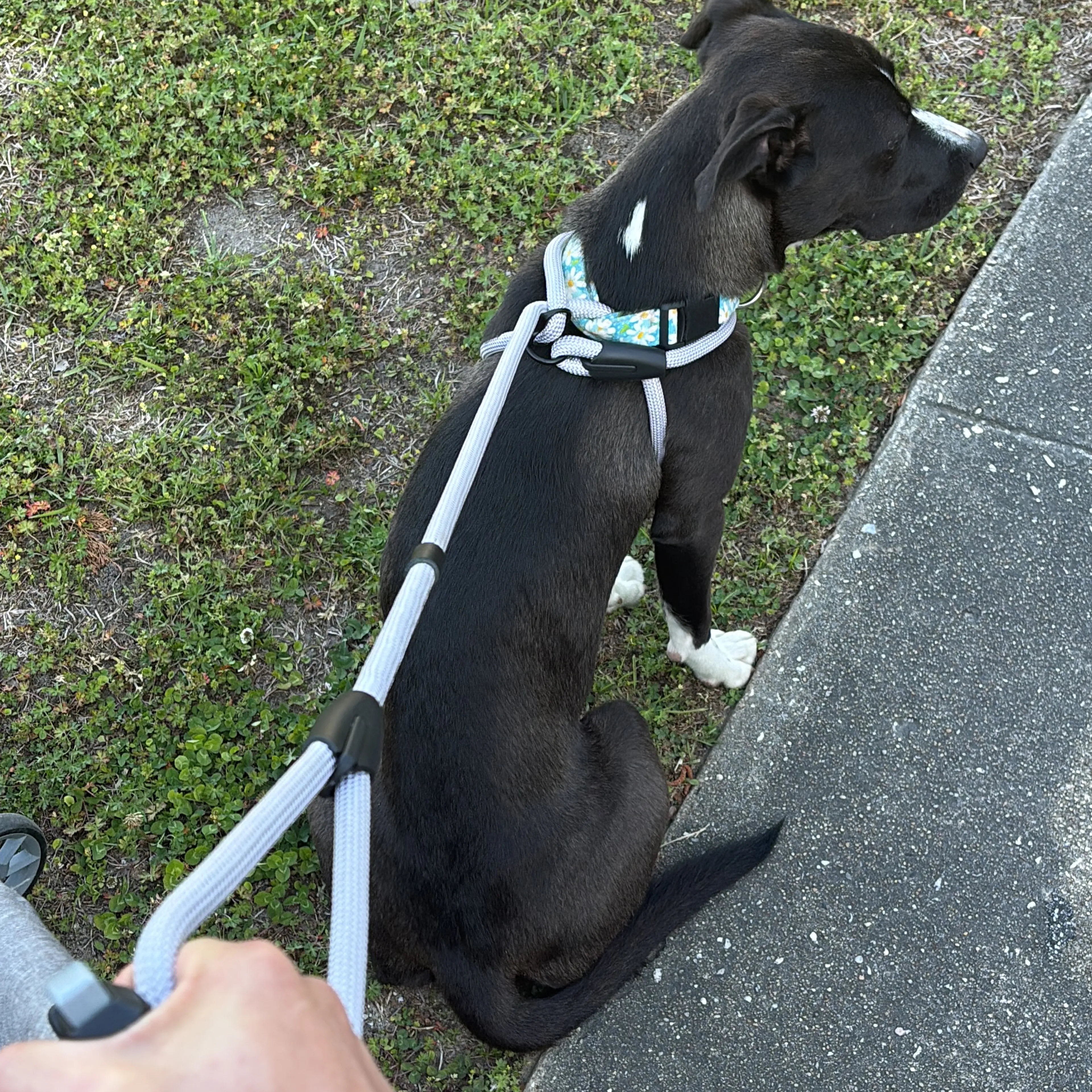 Lost pet-1