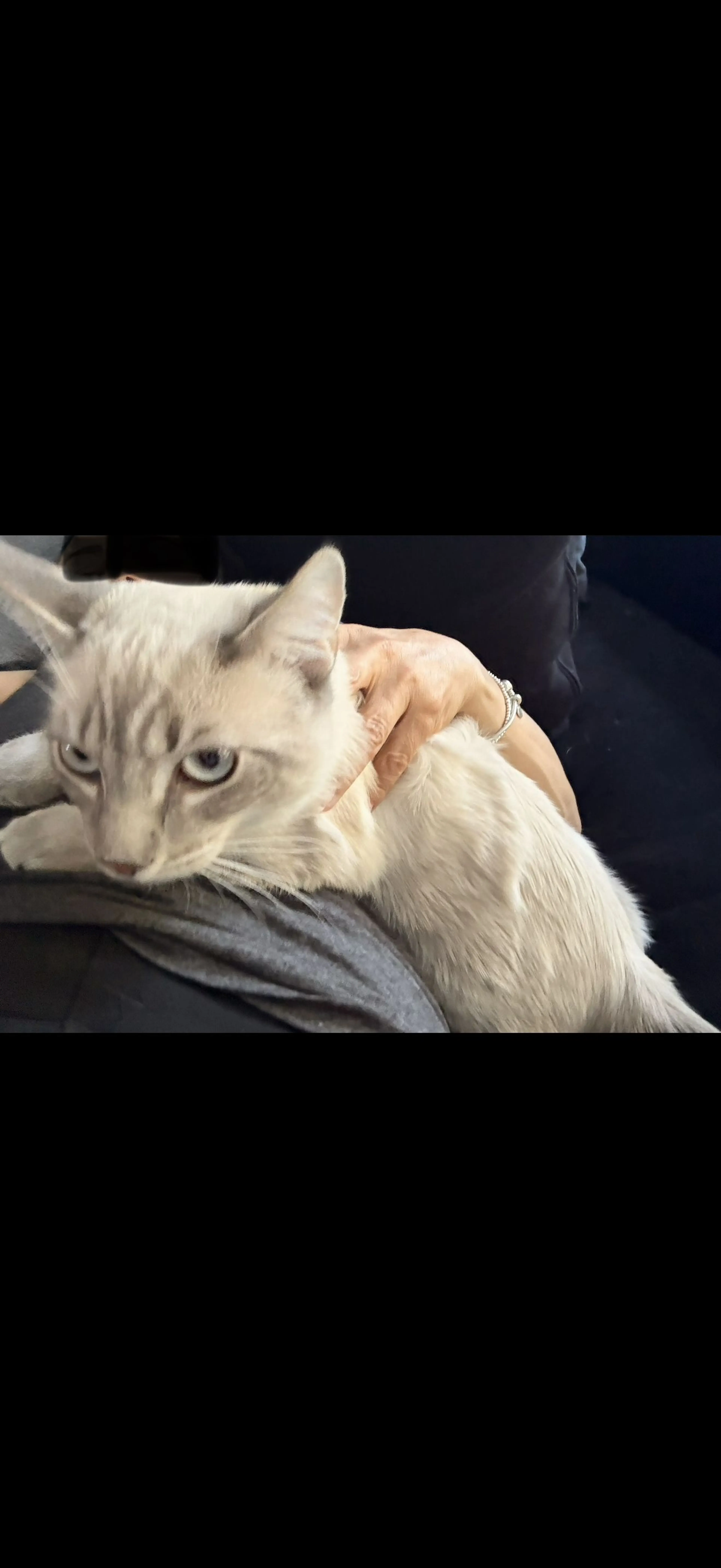 Lost pet