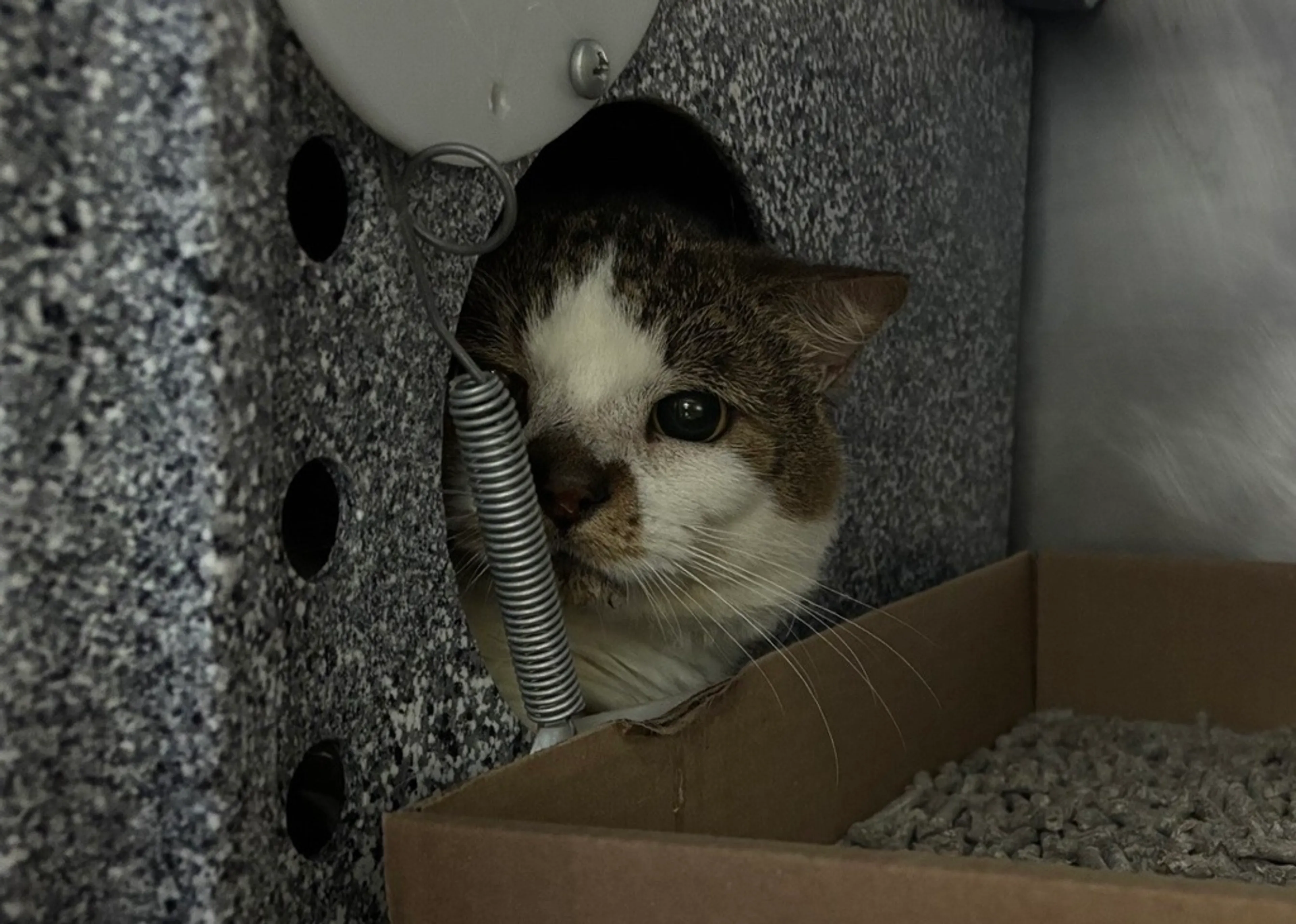 Found pet