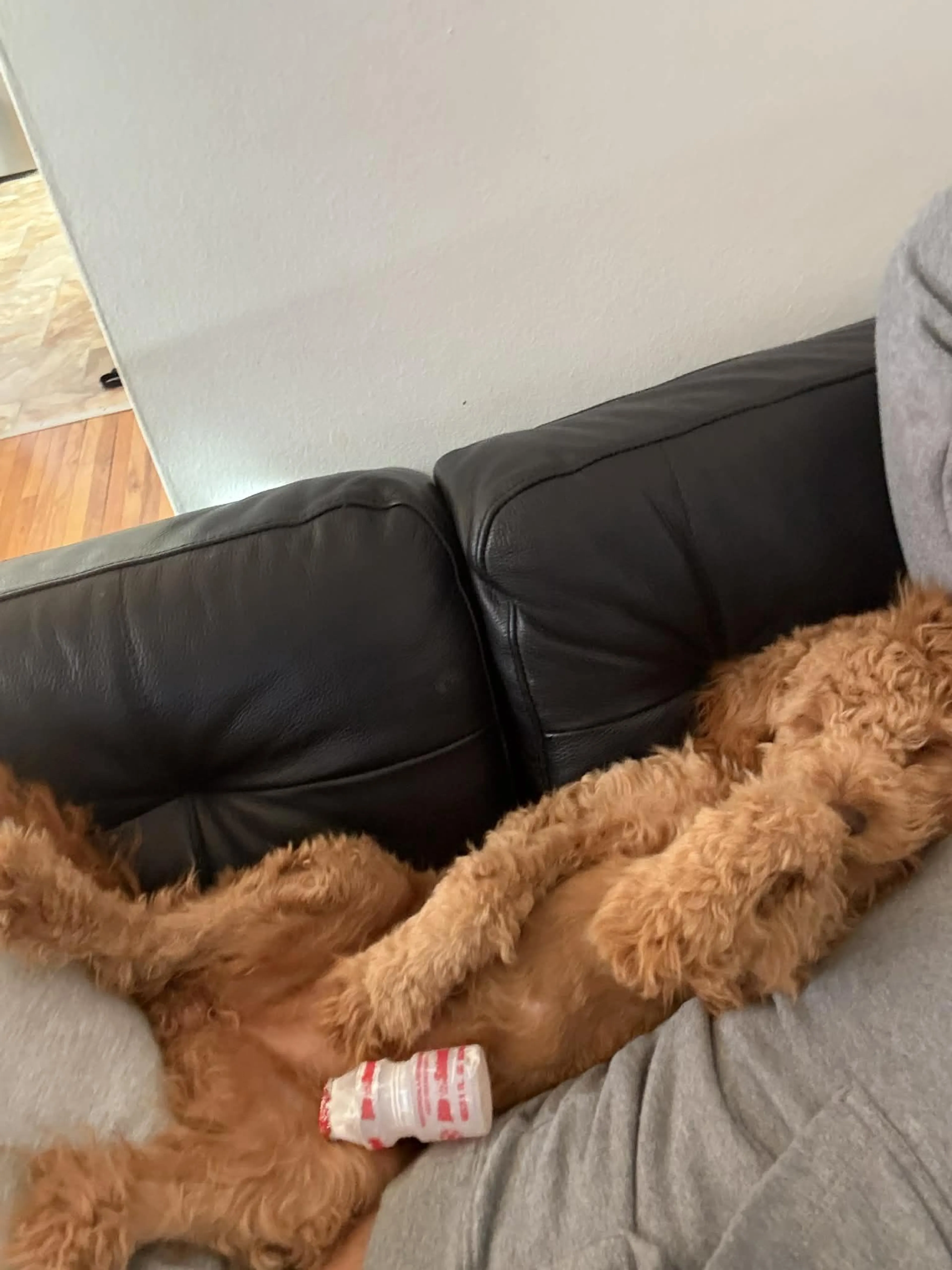 Lost pet