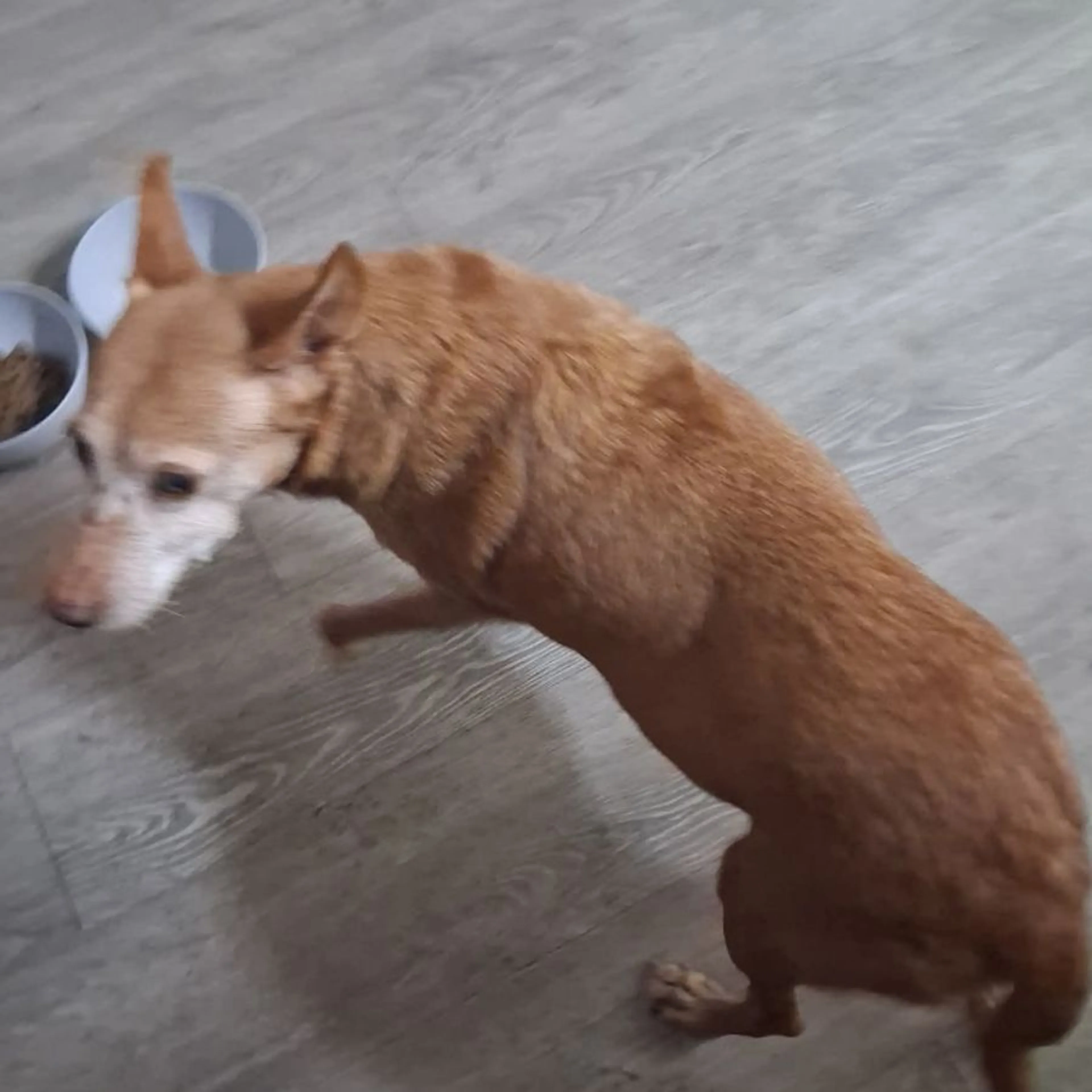 Lost pet