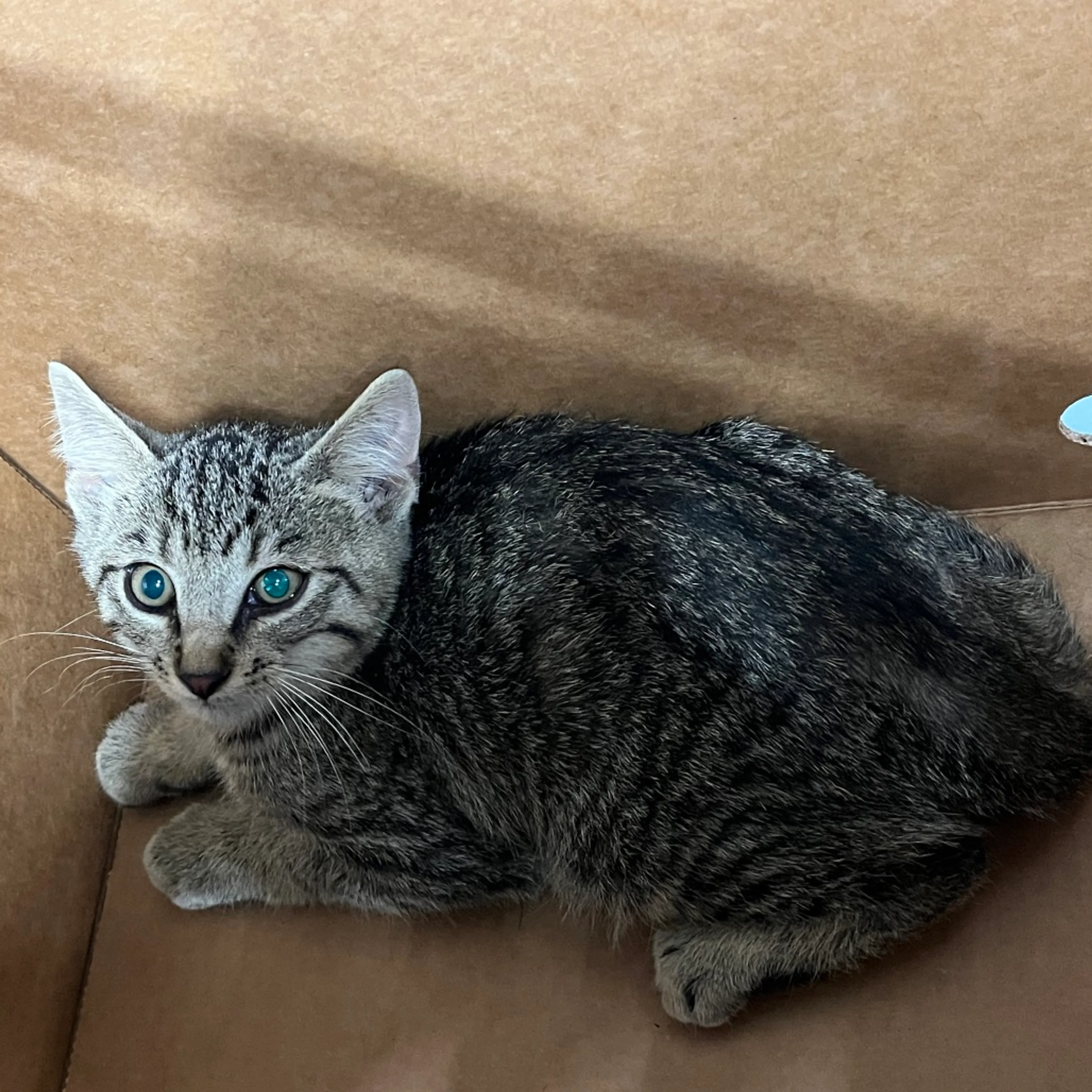 Found pet