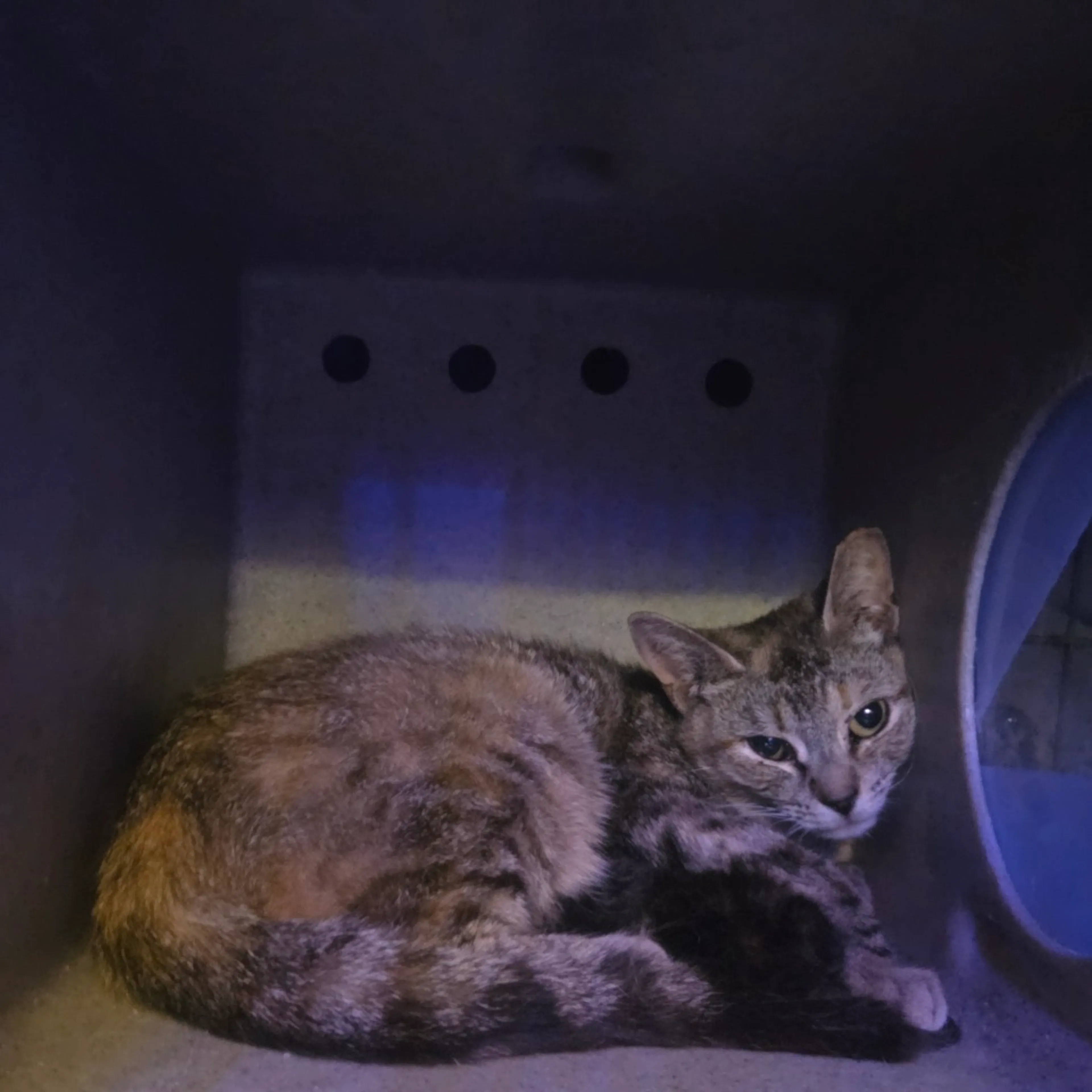 Found pet-1