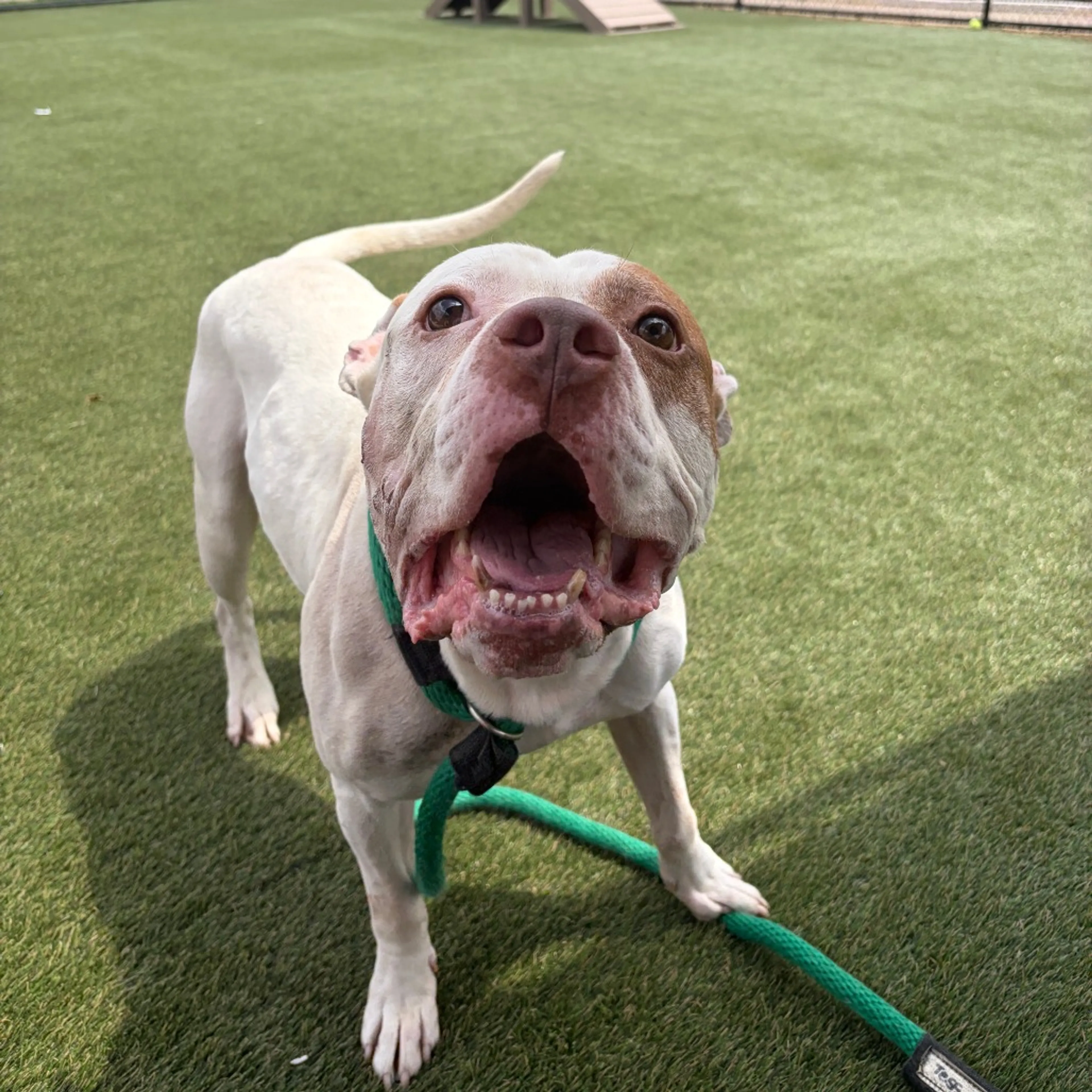Found pet-2
