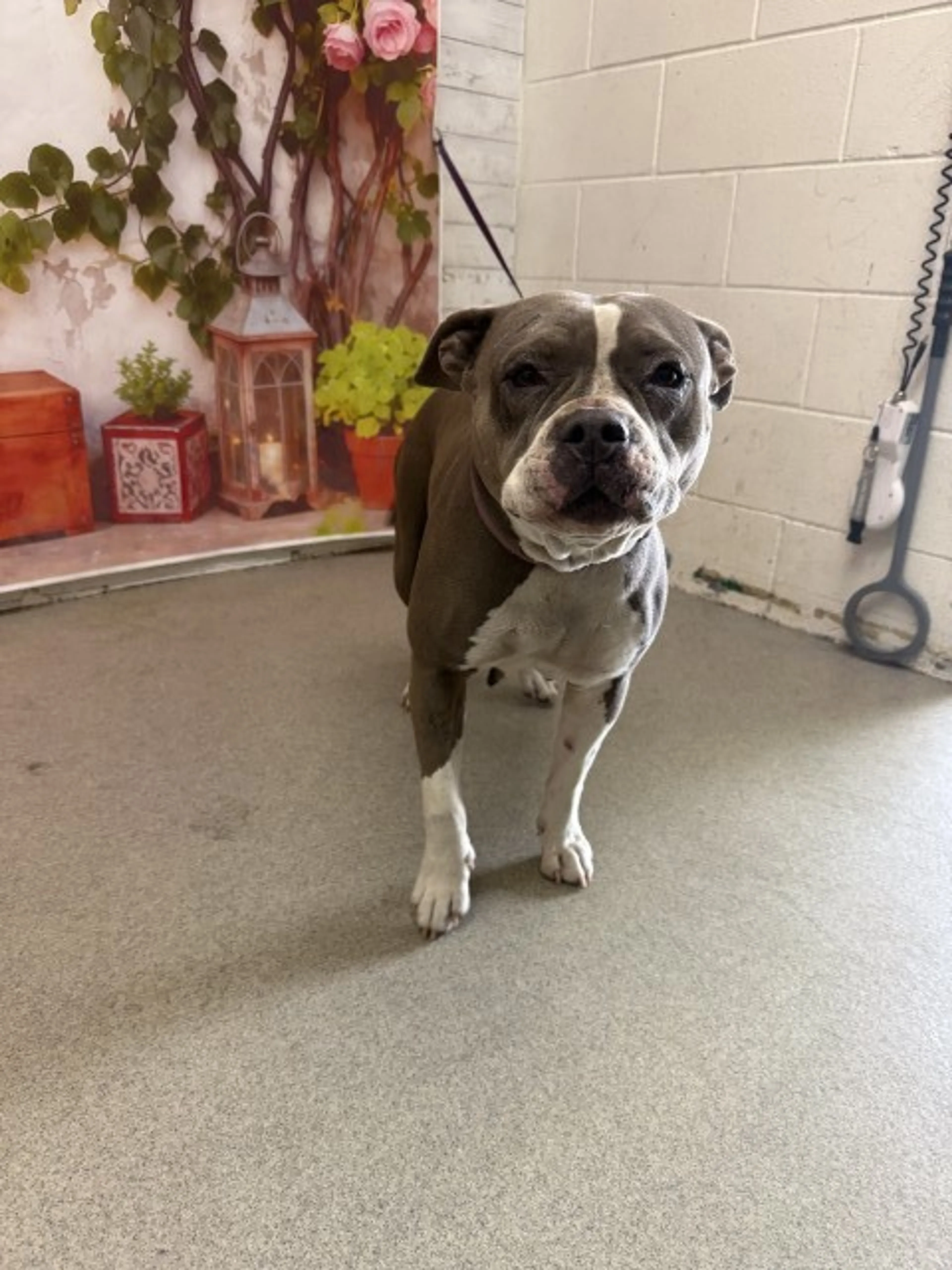 Found pet