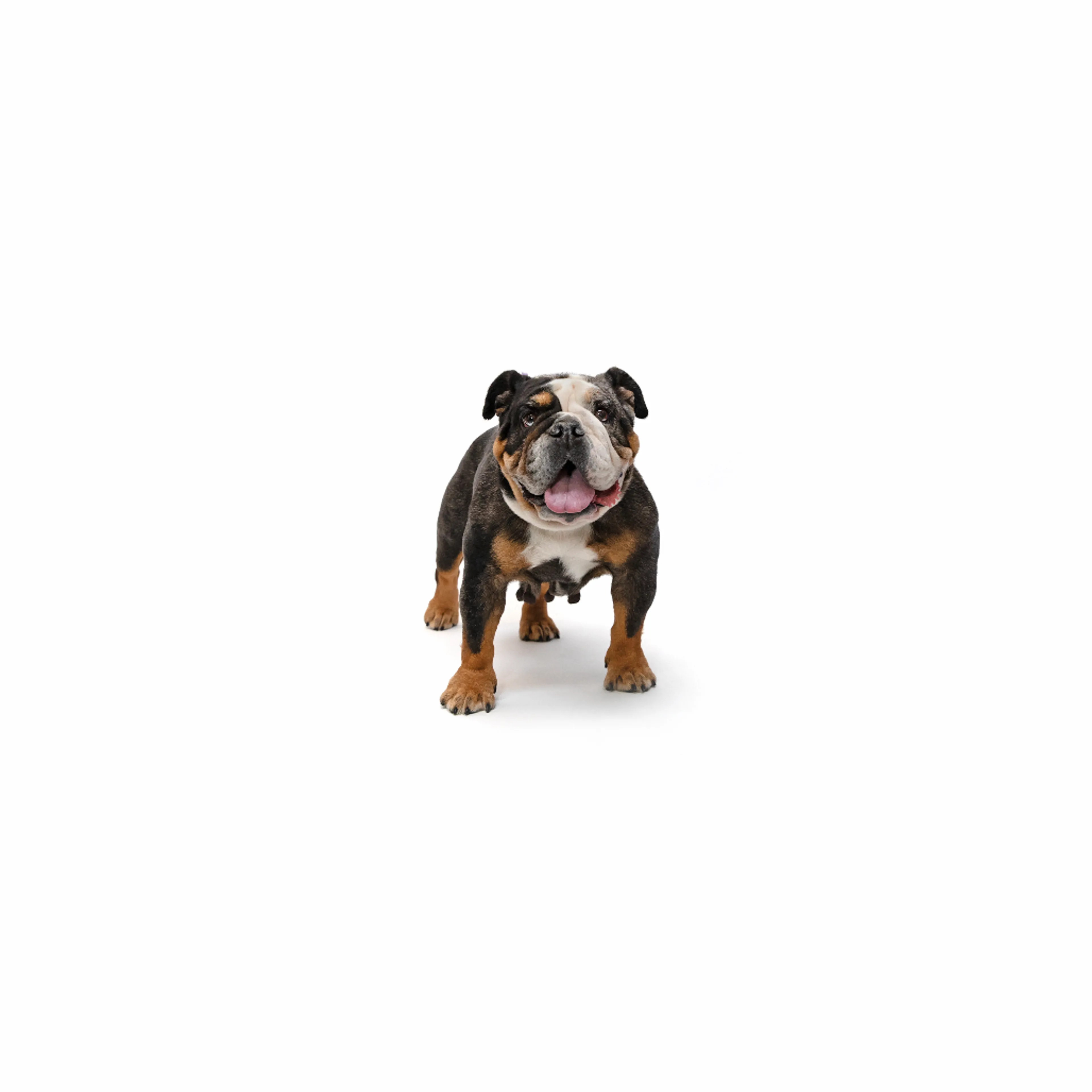 Found pet-0
