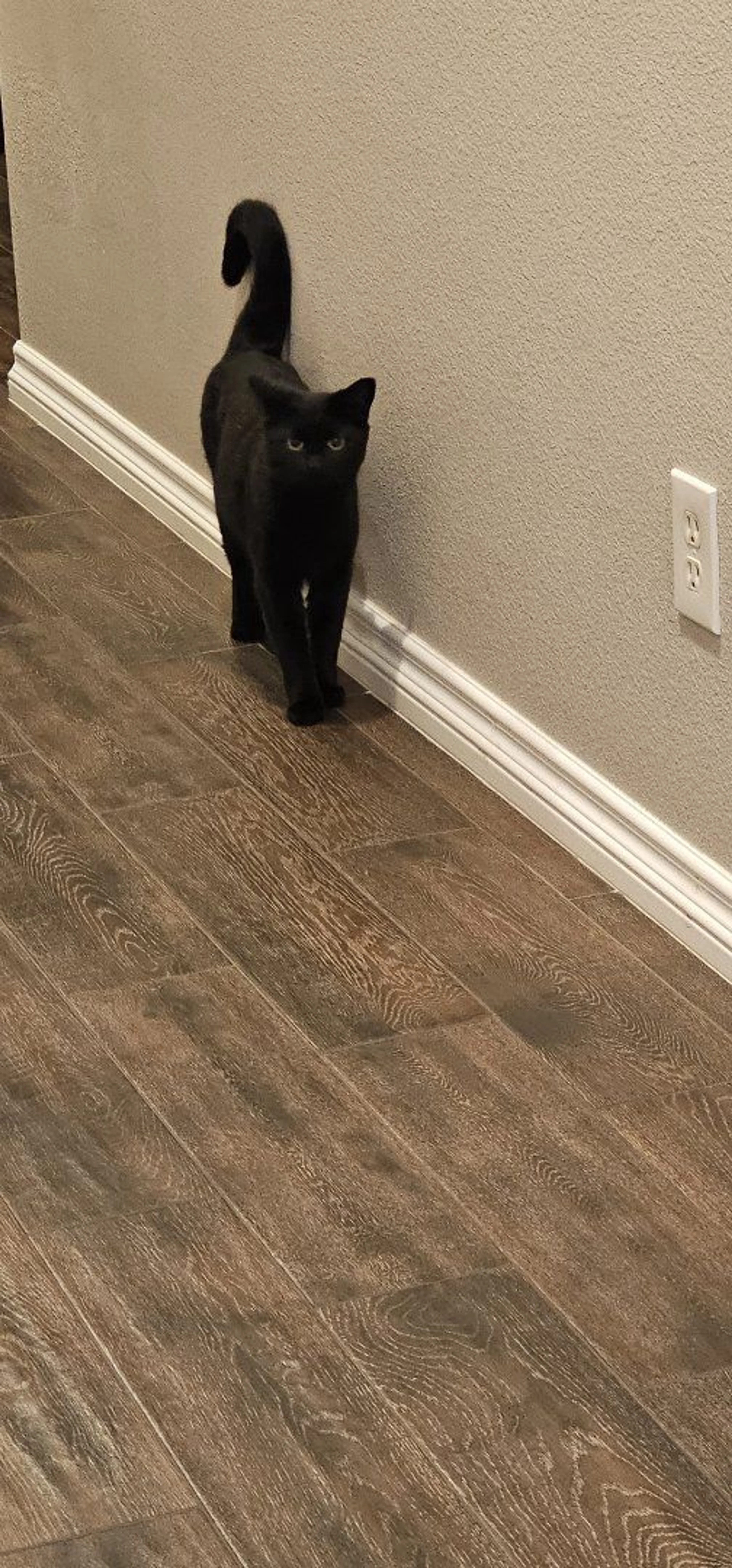 Lost pet-3