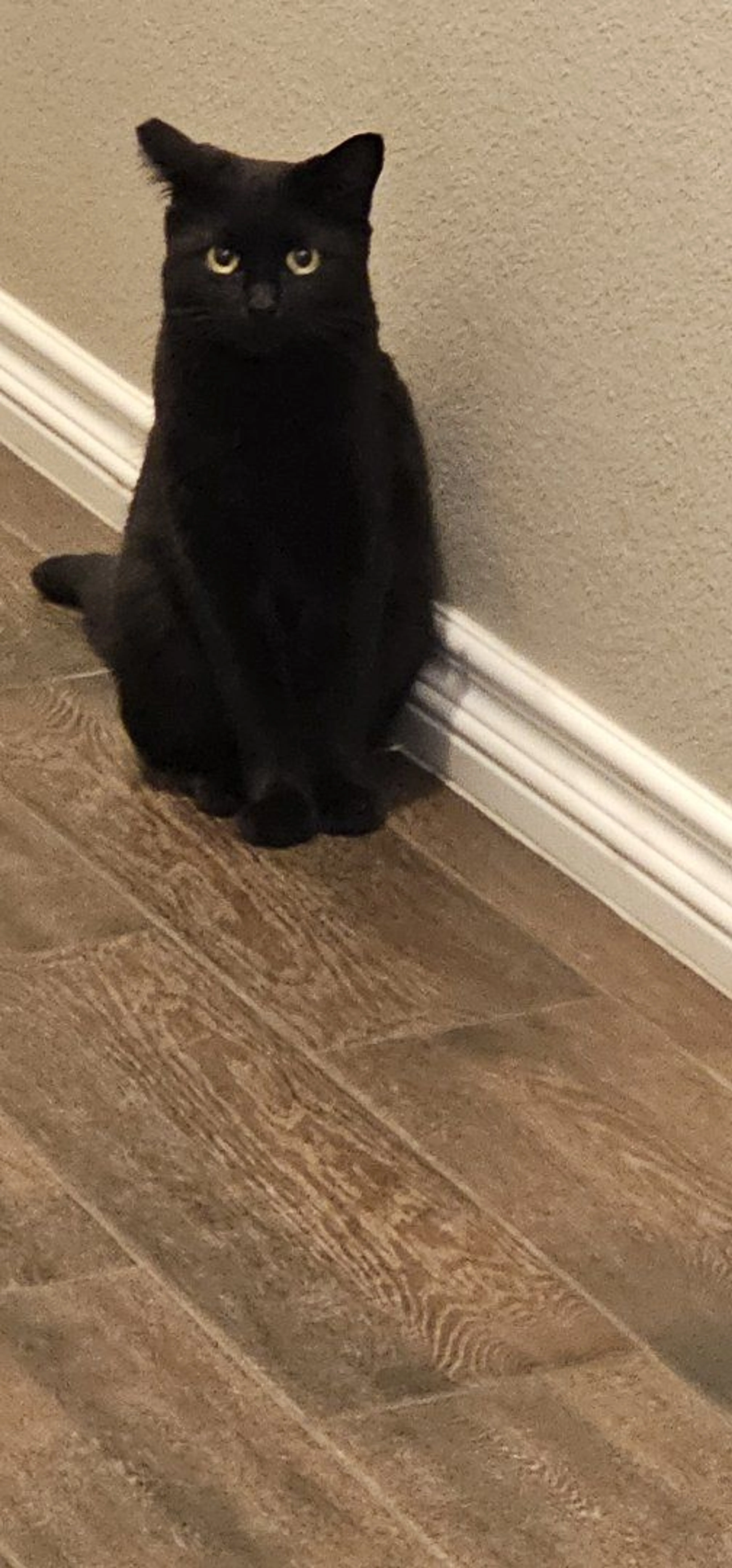 Lost pet-2
