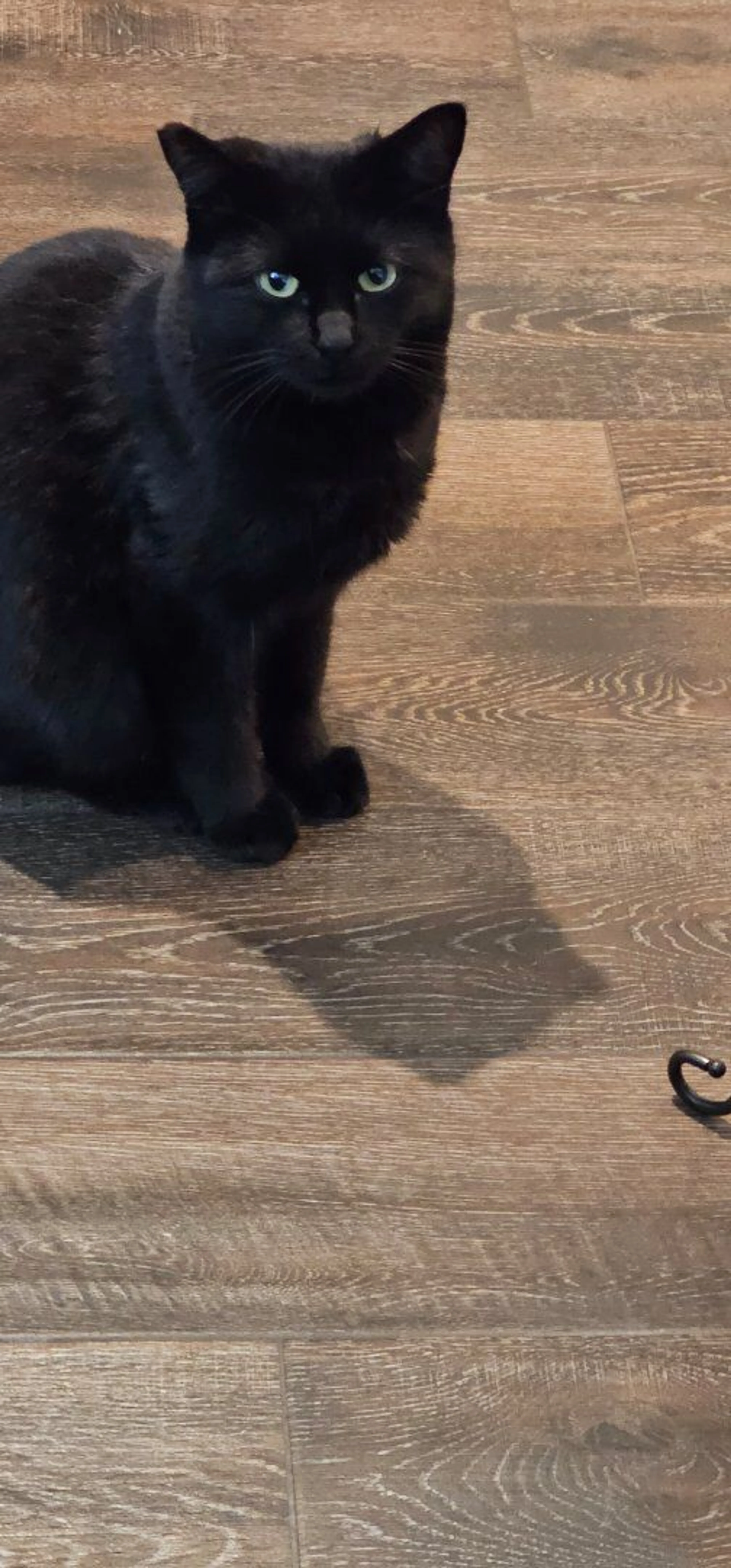 Lost pet-0