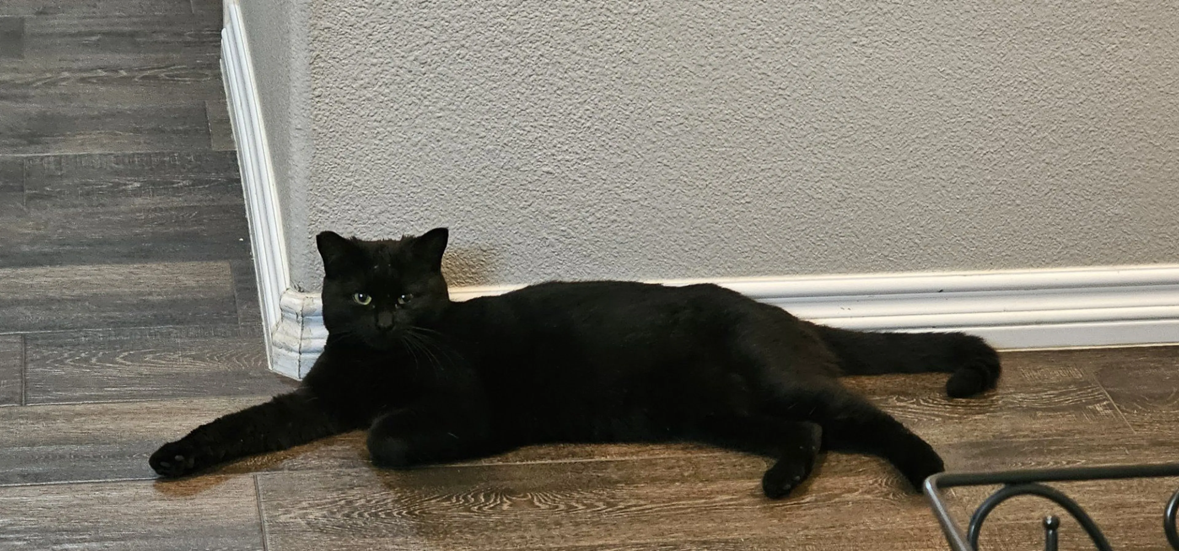 Lost pet-1