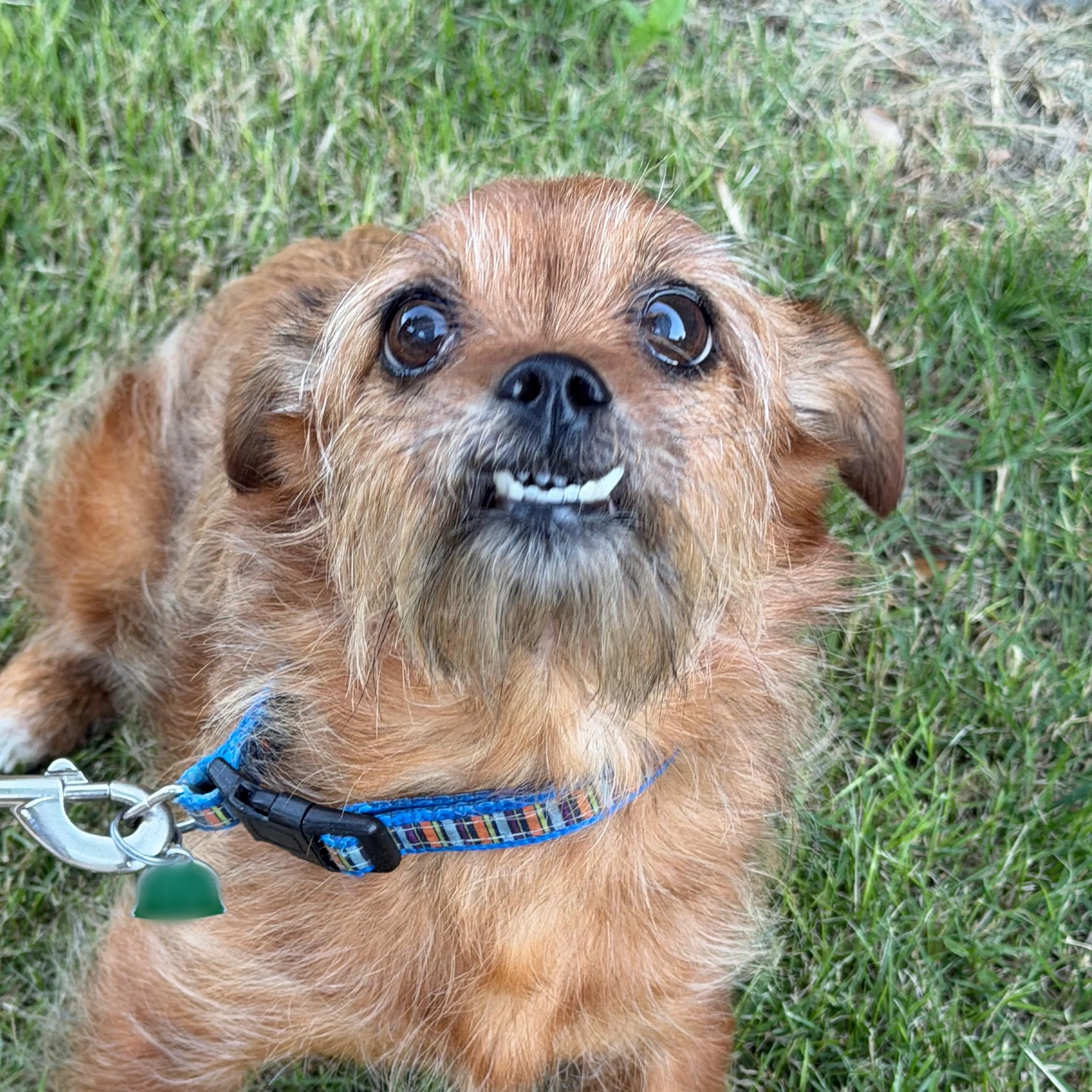 Found pet-2