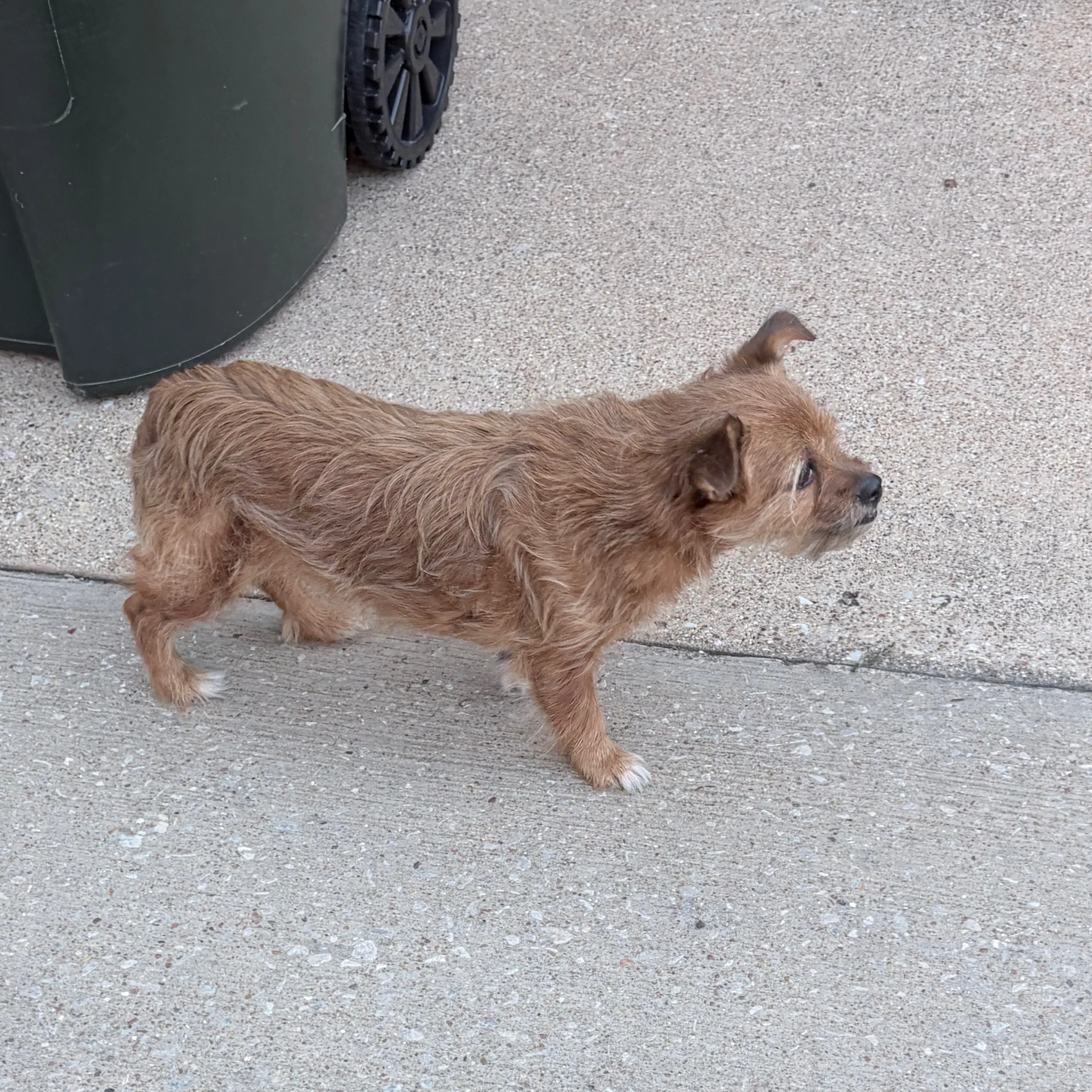 Found pet-1