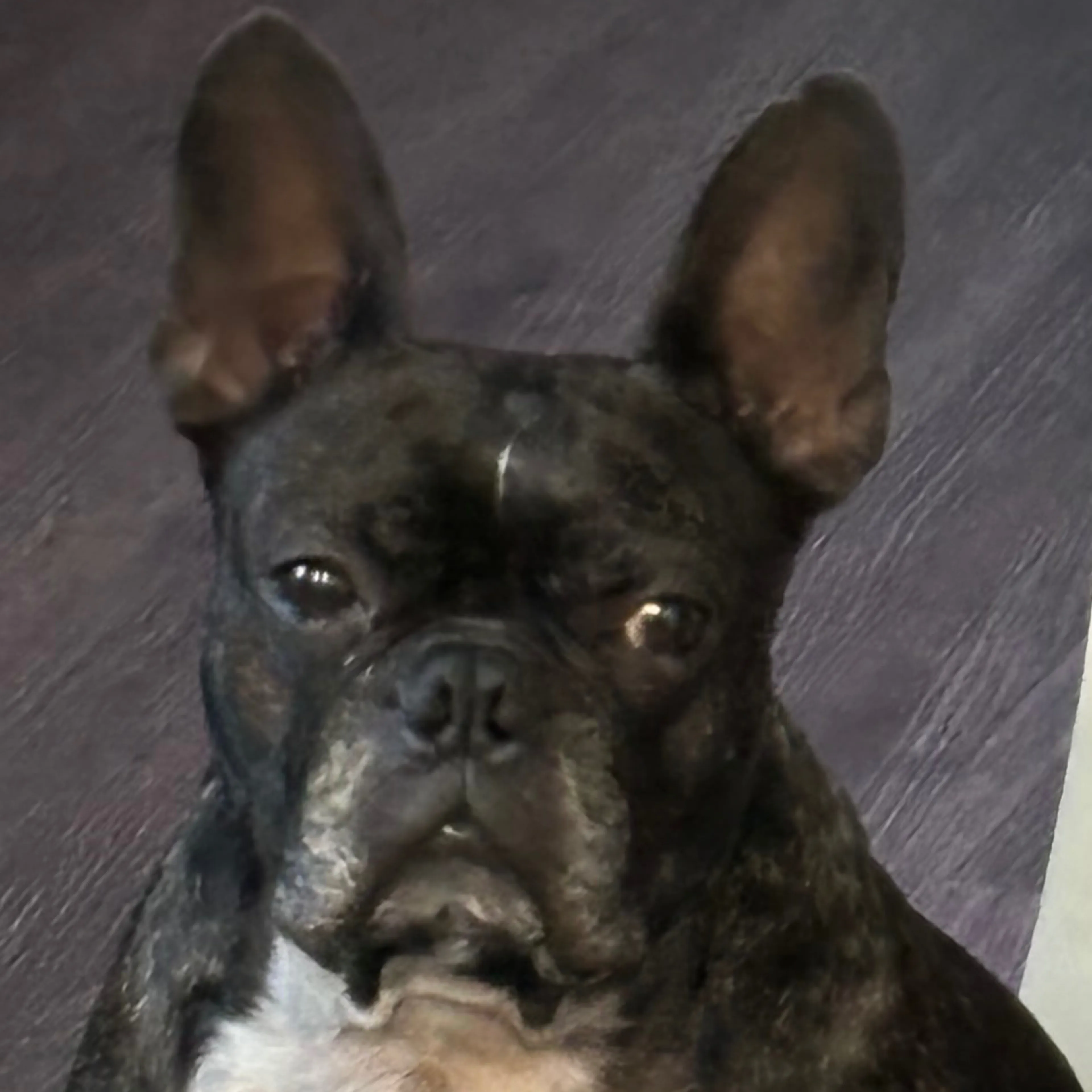 Lost pet-2