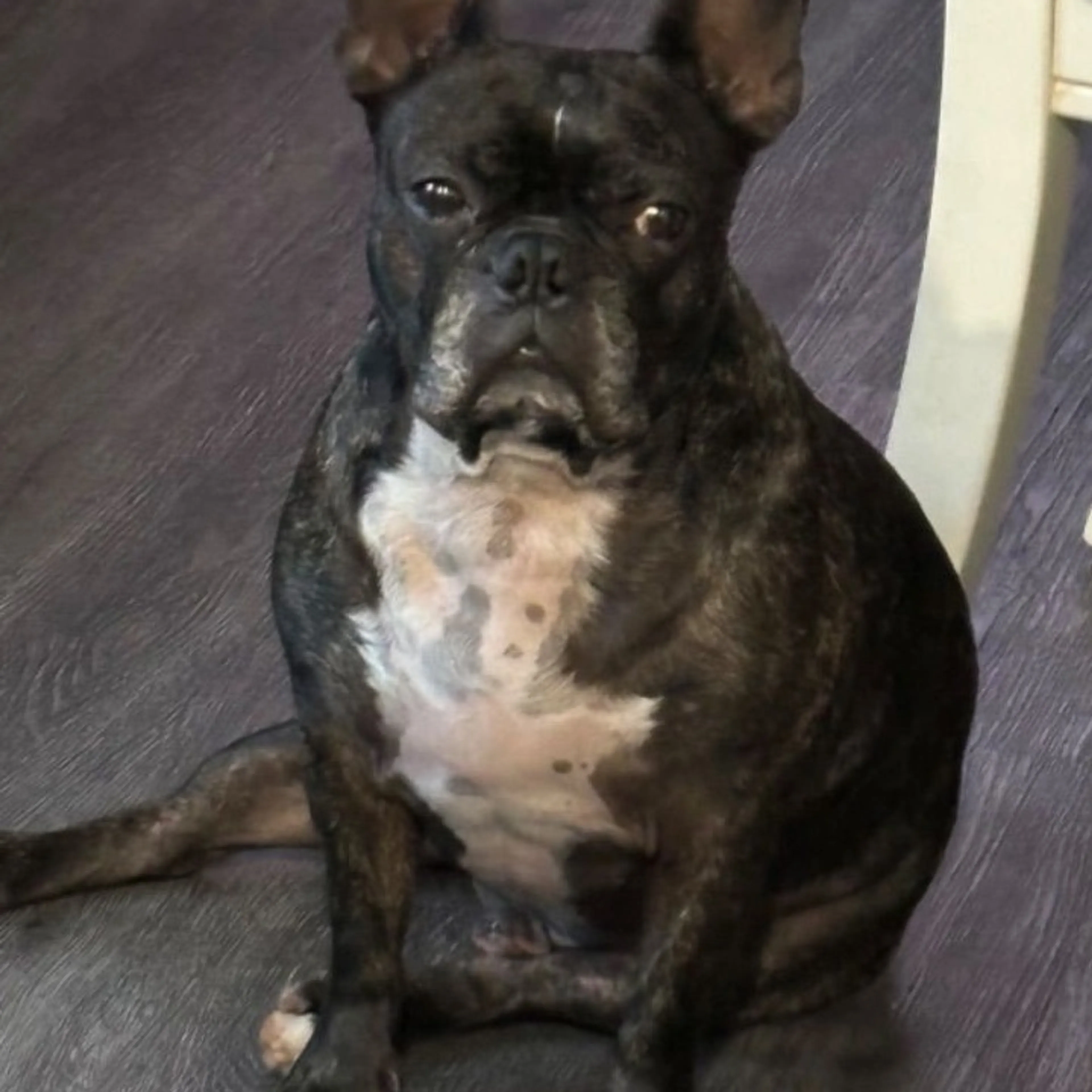 Lost pet-0