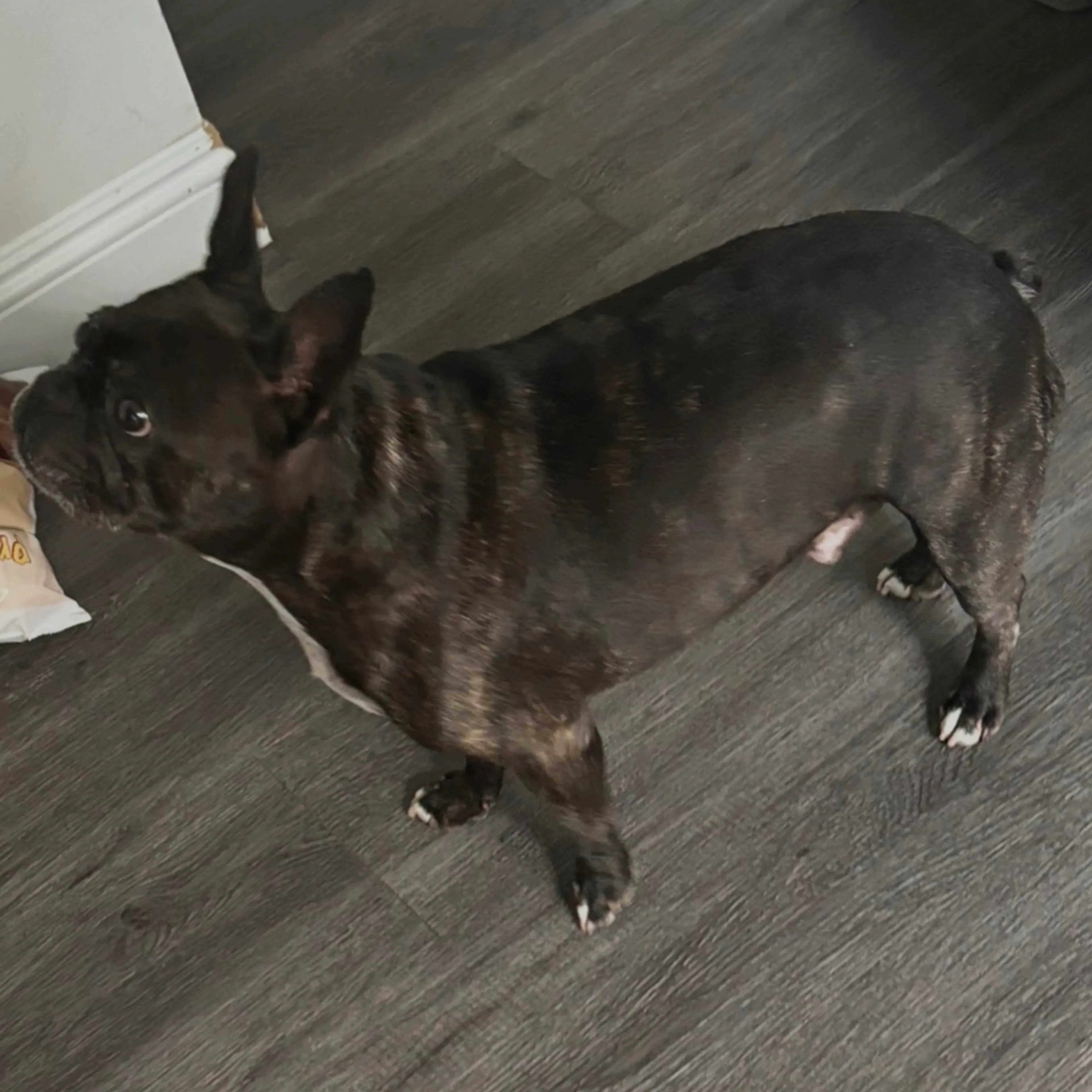Lost pet-1
