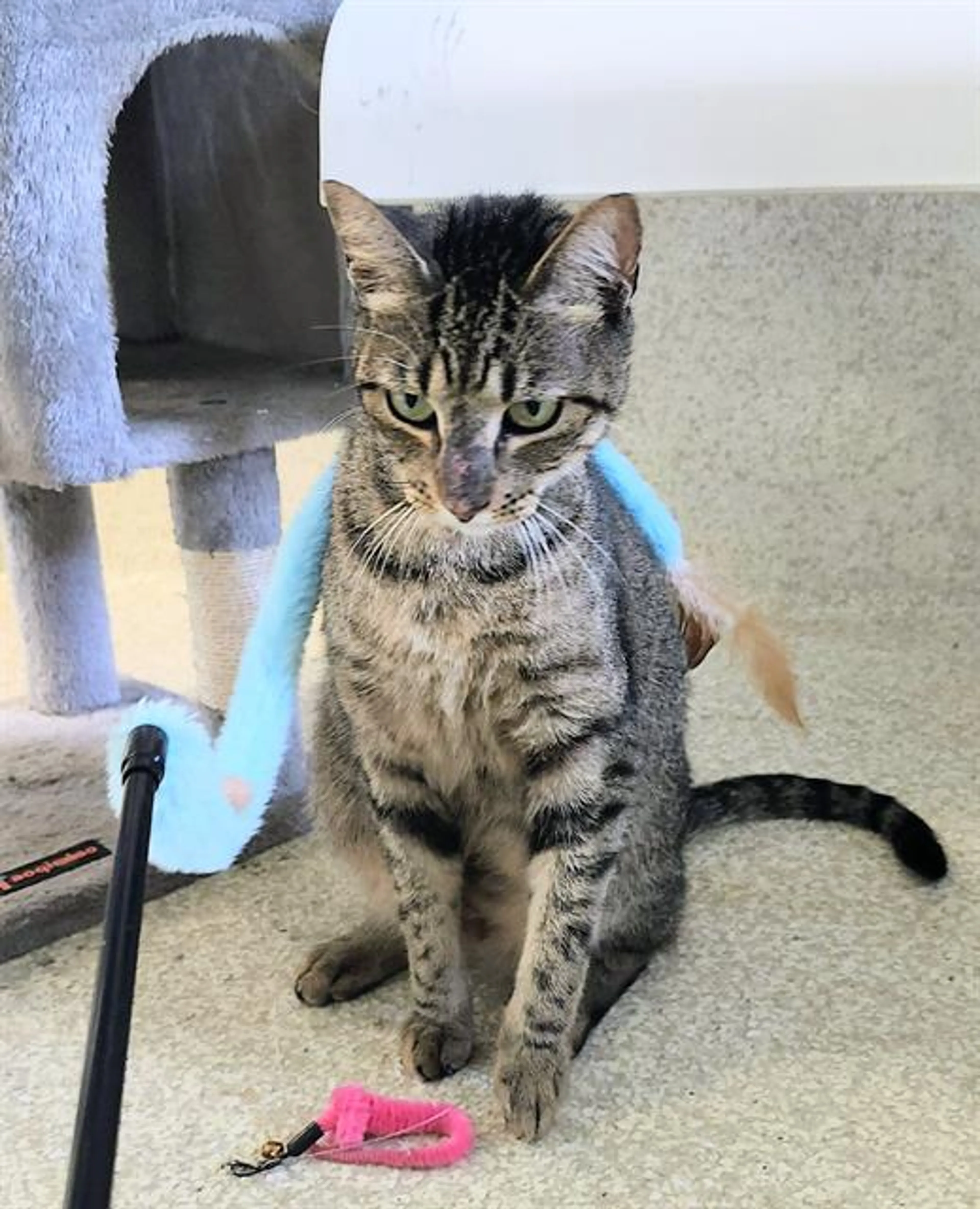 Found pet
