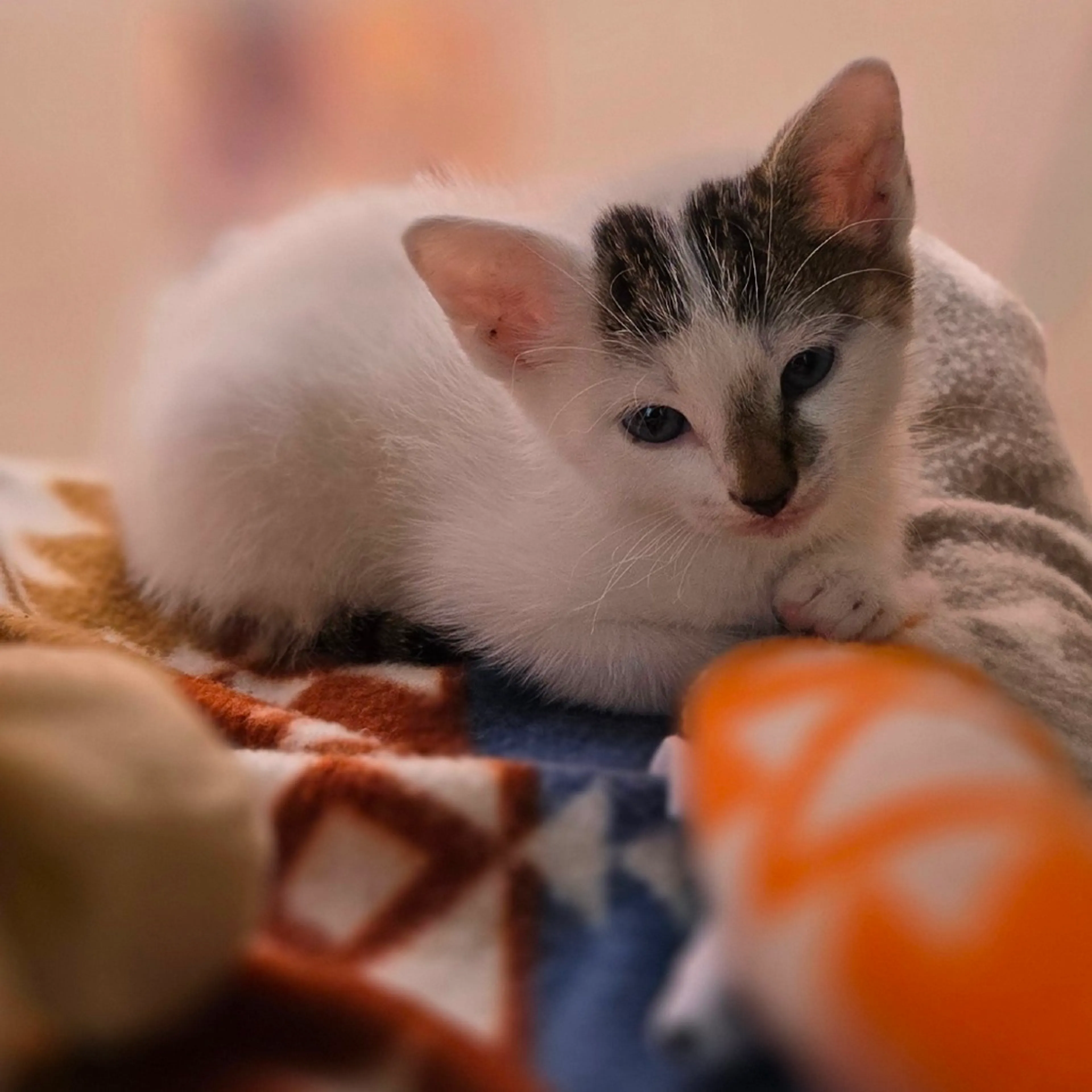 Found pet-2