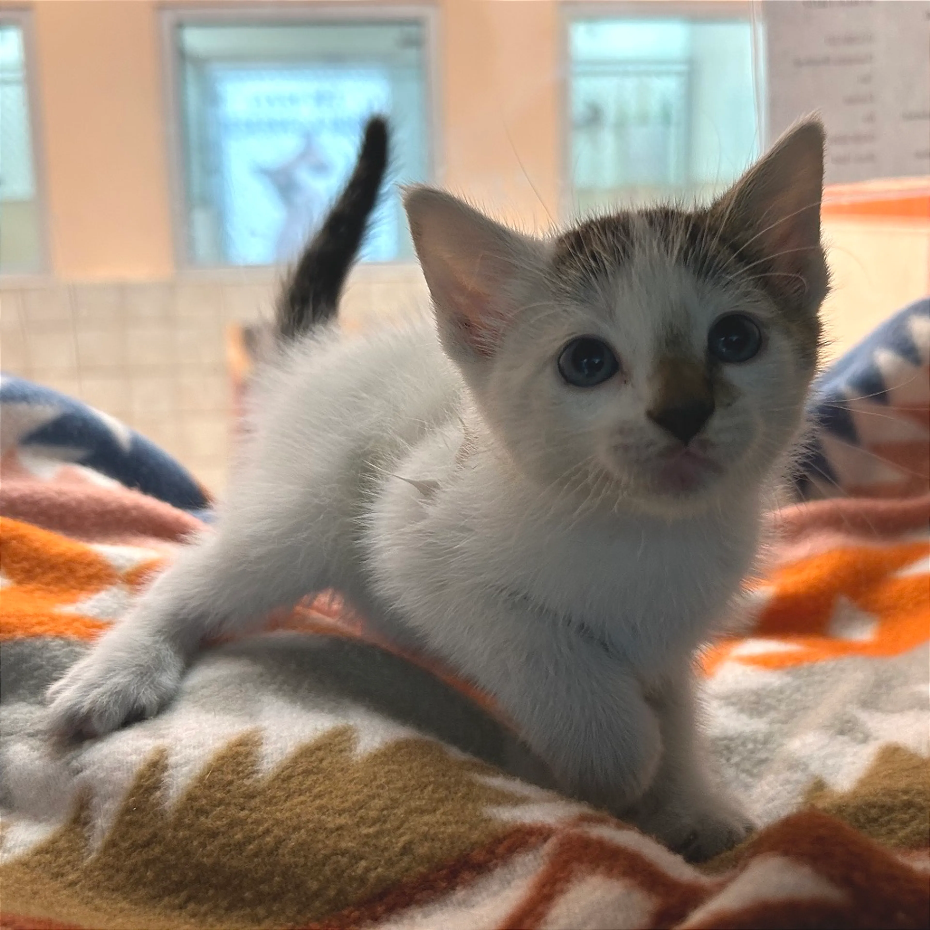 Found pet-1