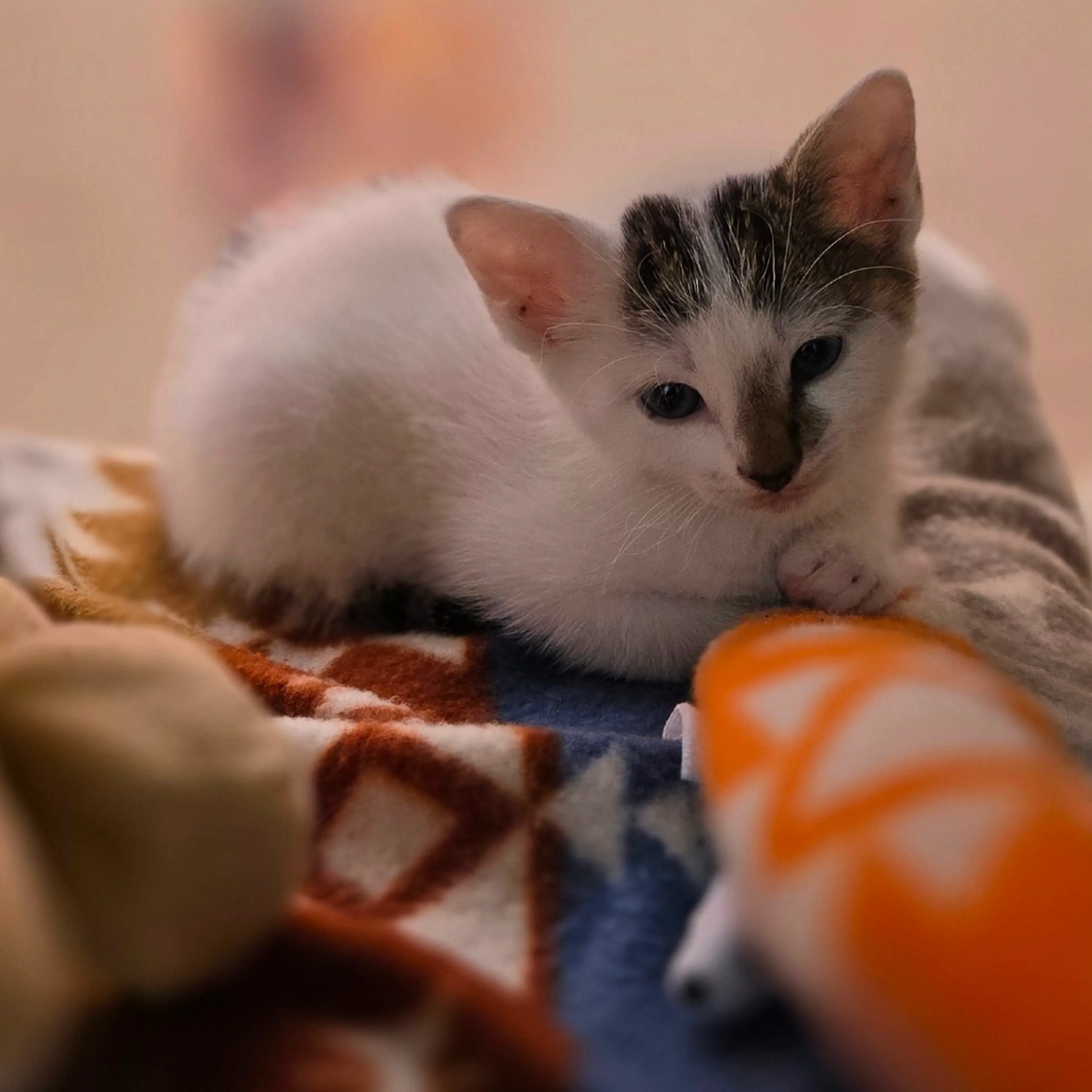 Found pet-0