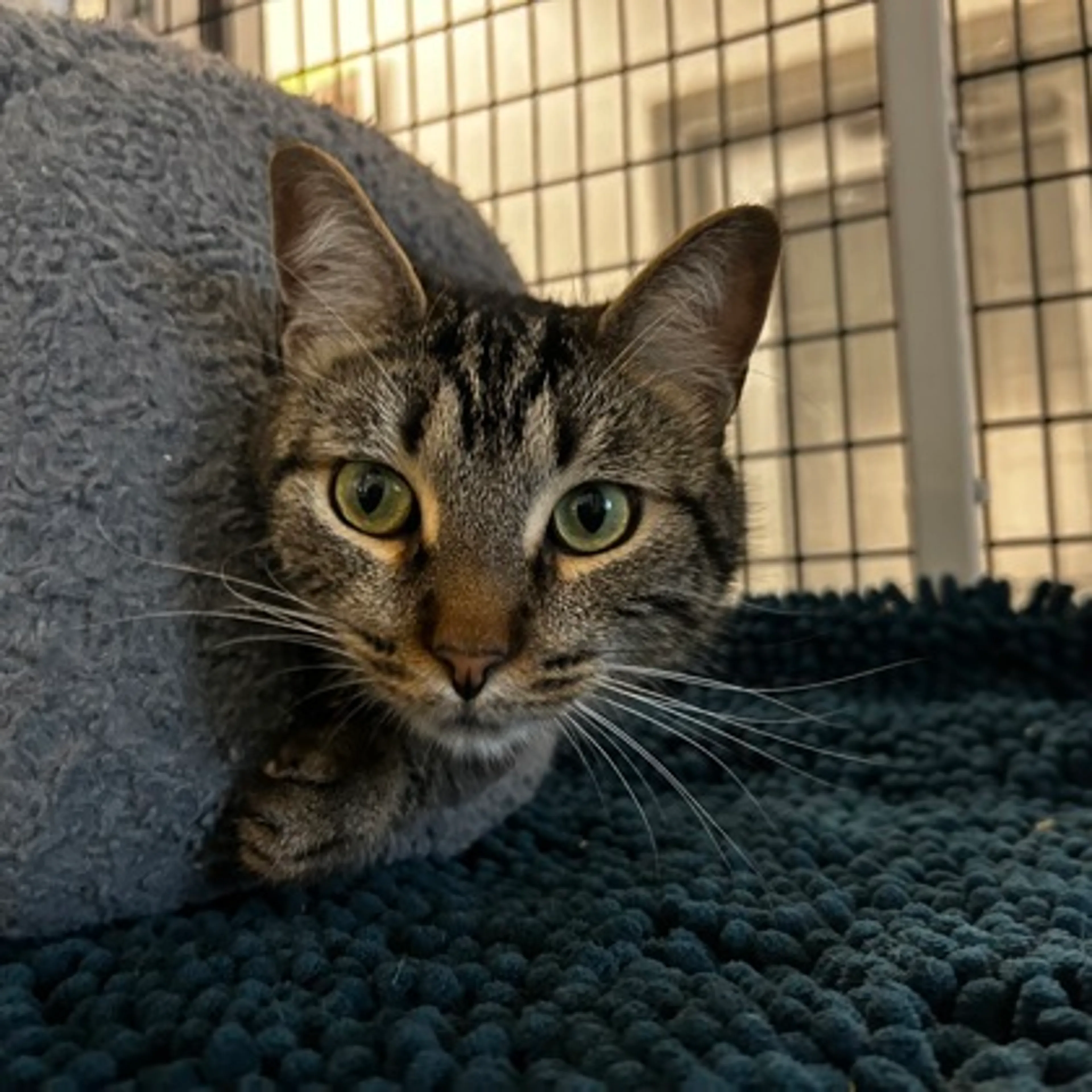 Found pet-1
