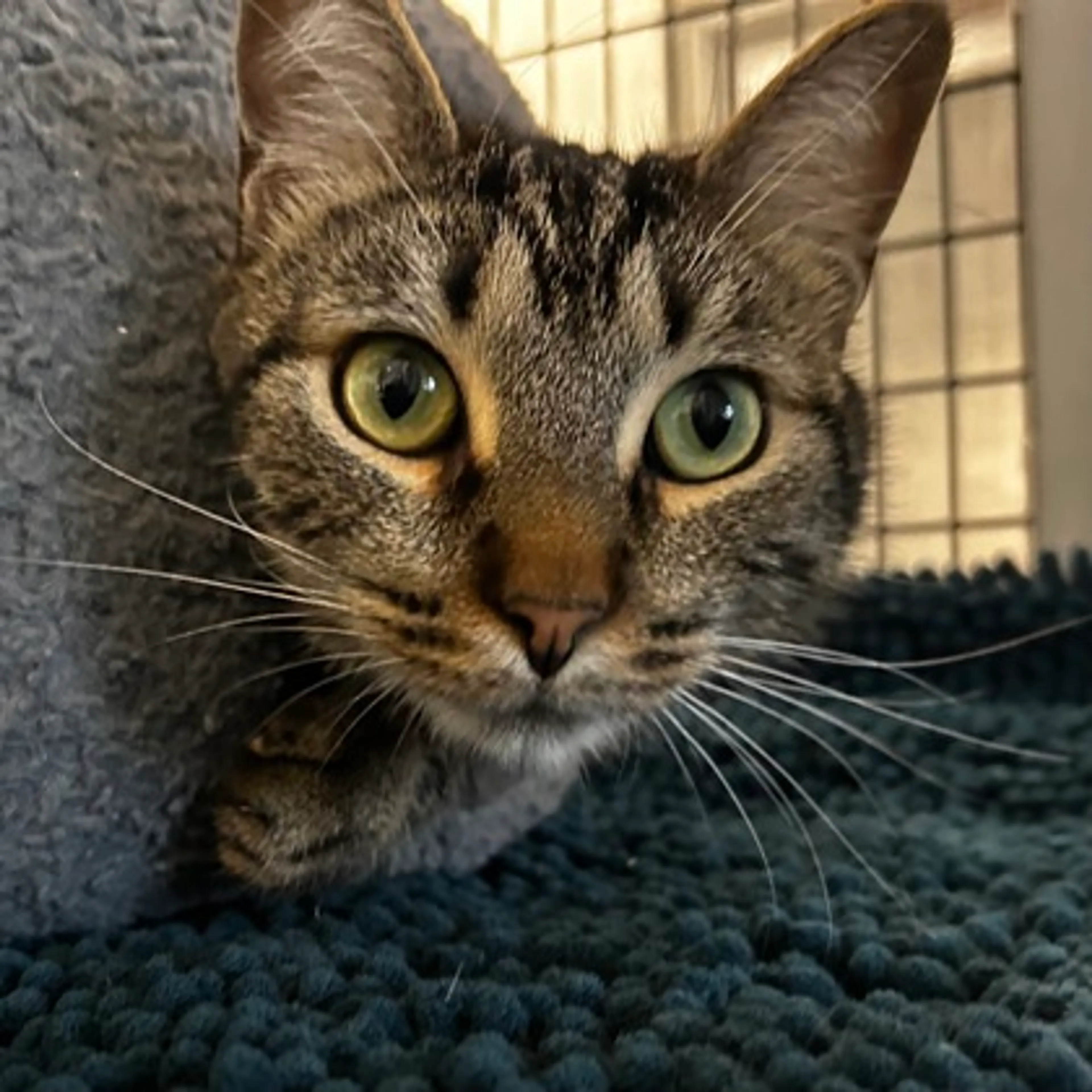 Found pet-2