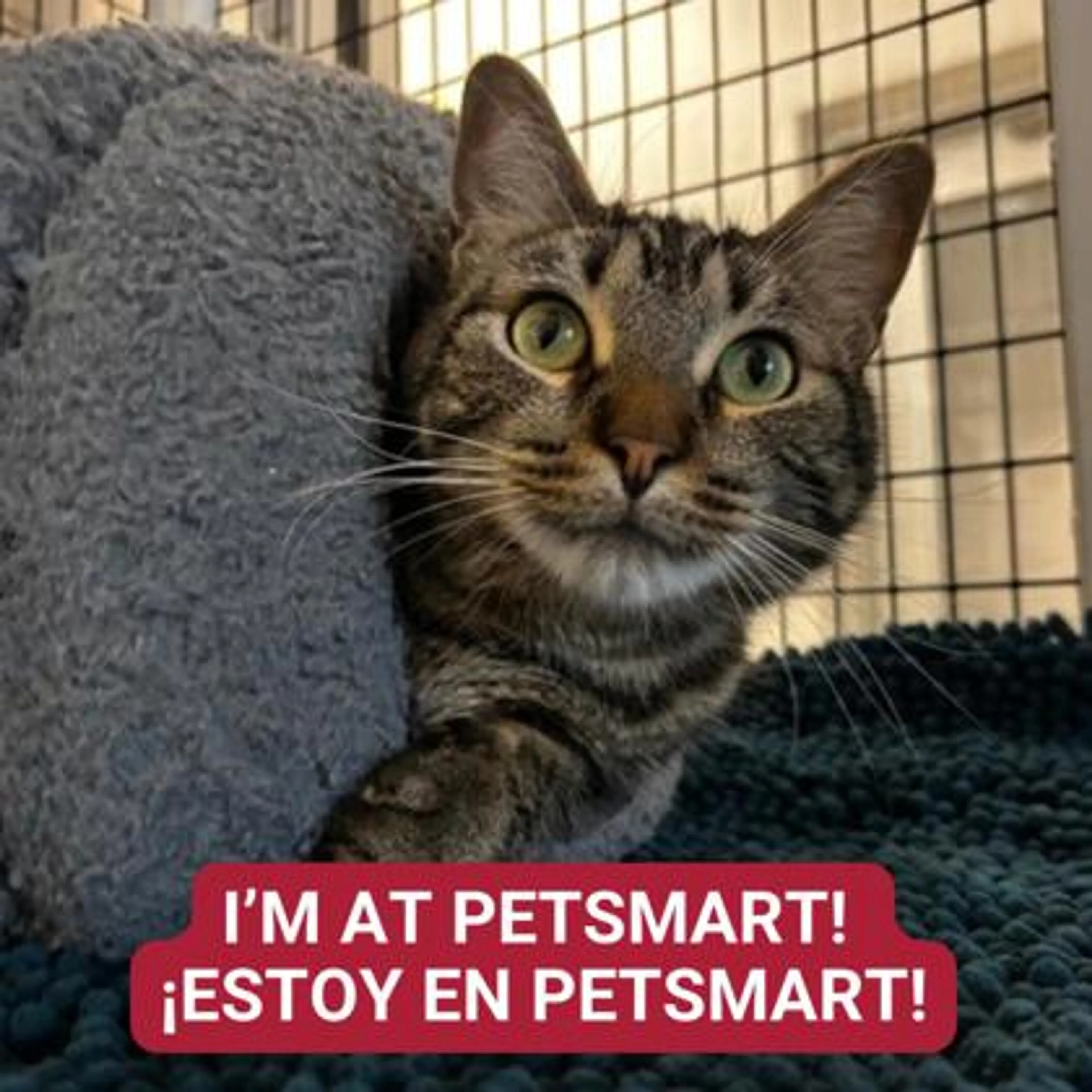 Found pet-0