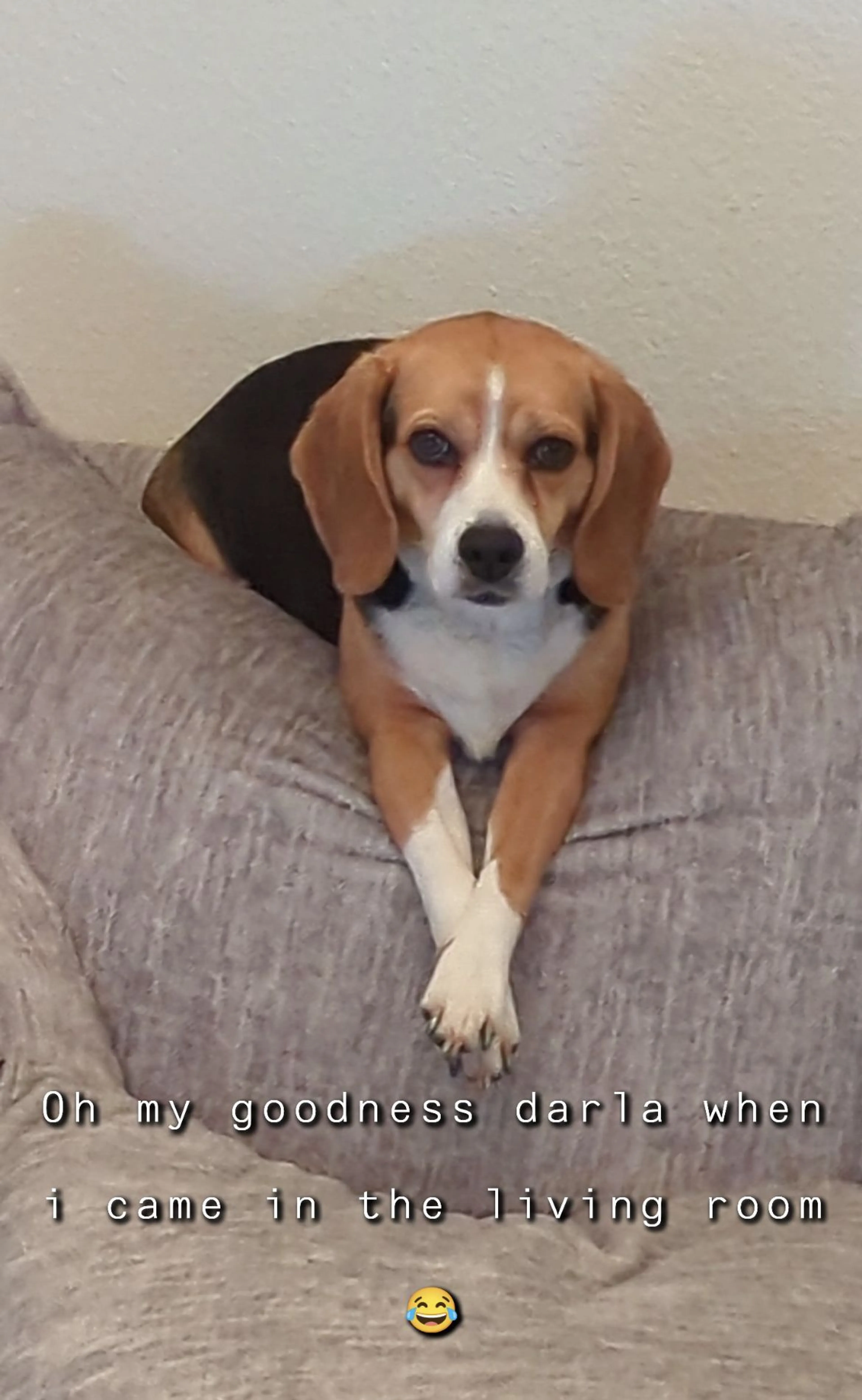 Lost pet-1