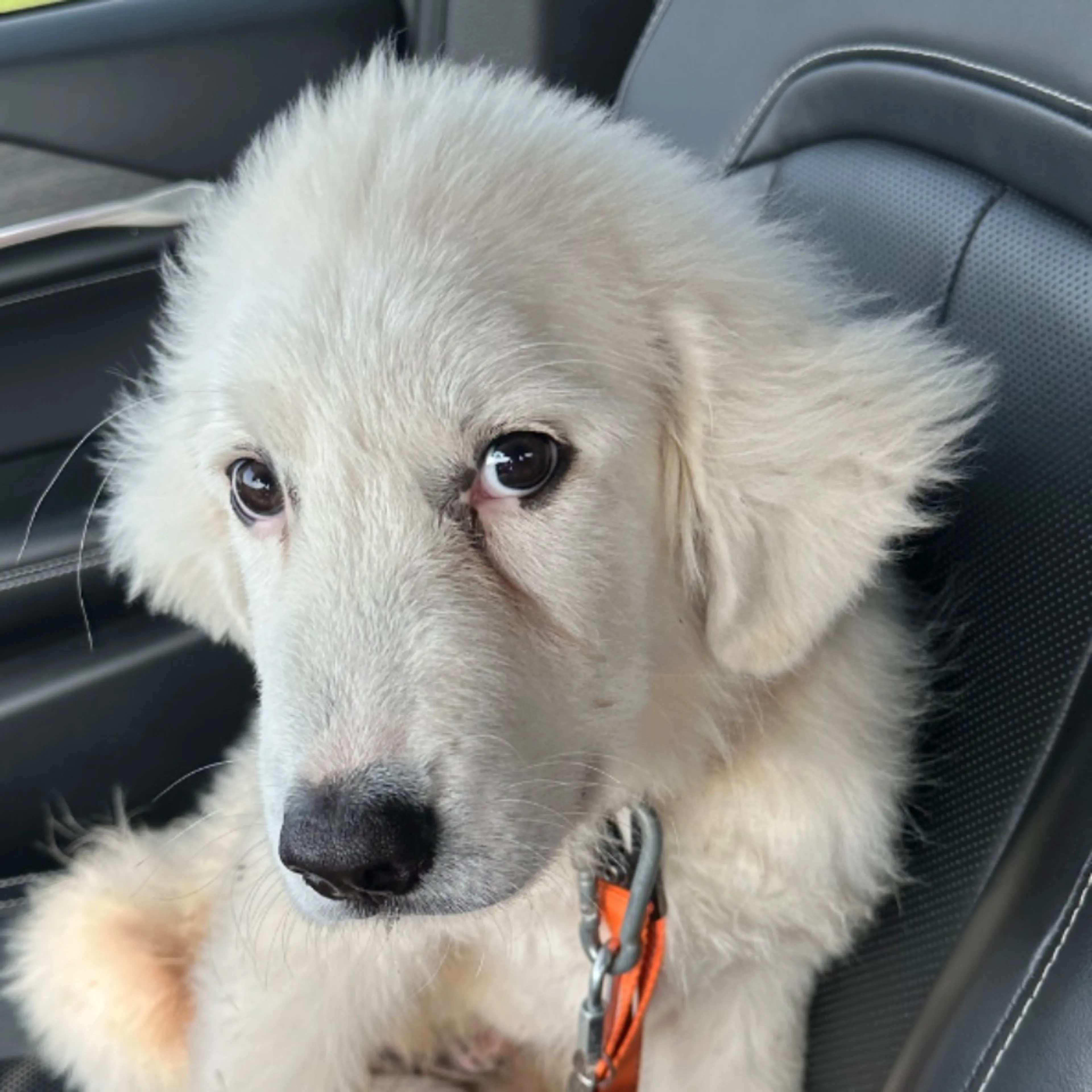 Lost pet