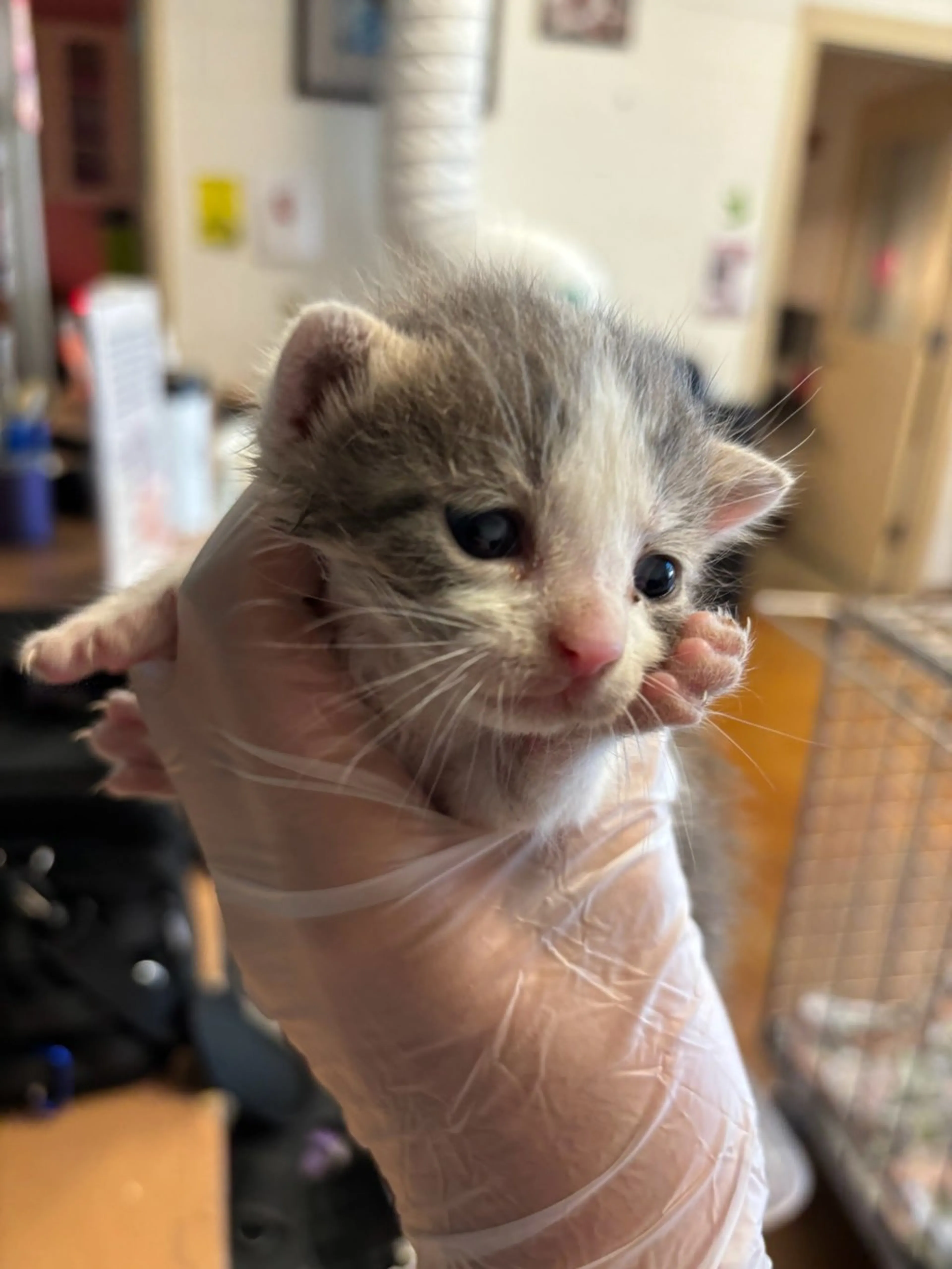 Found pet