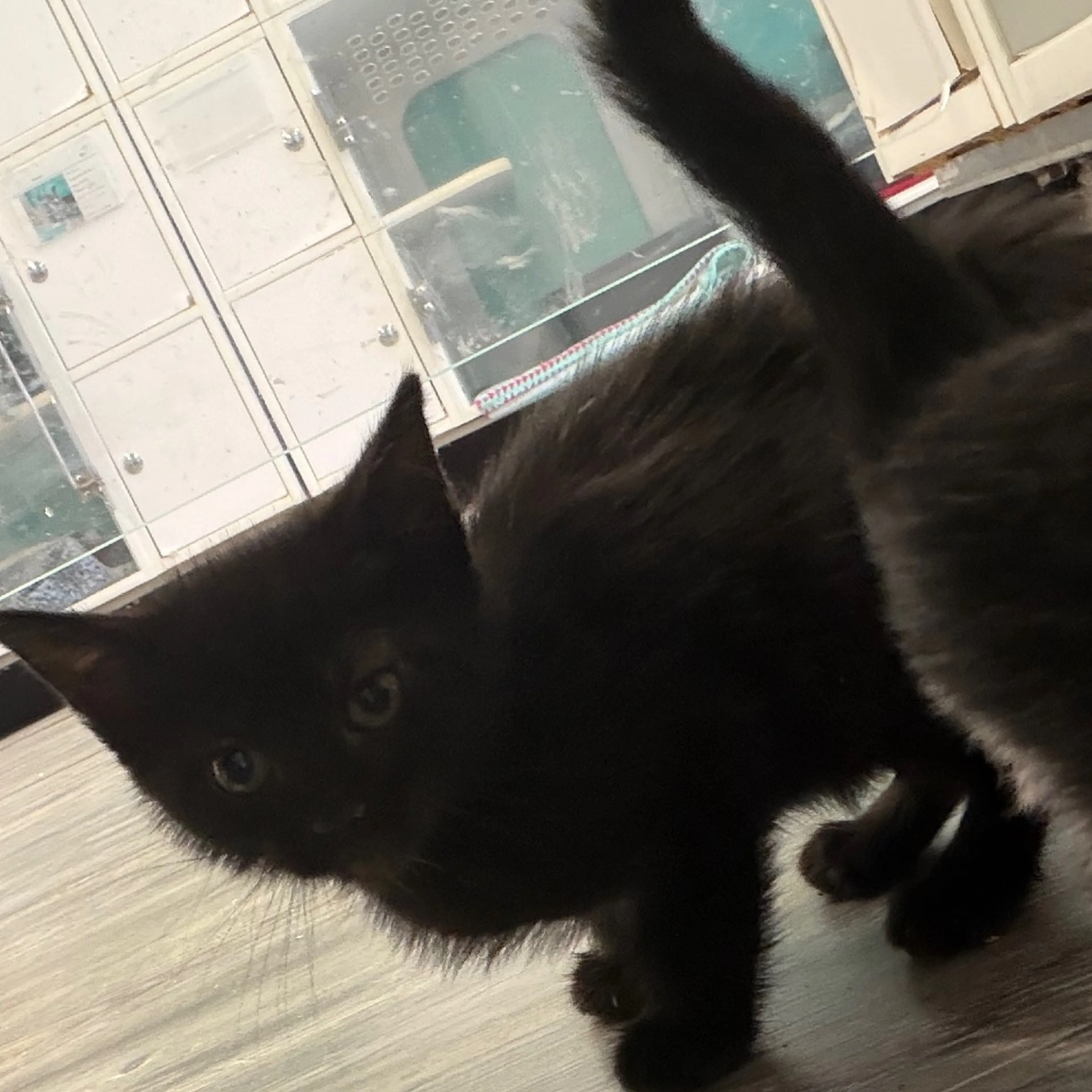 Found pet-0
