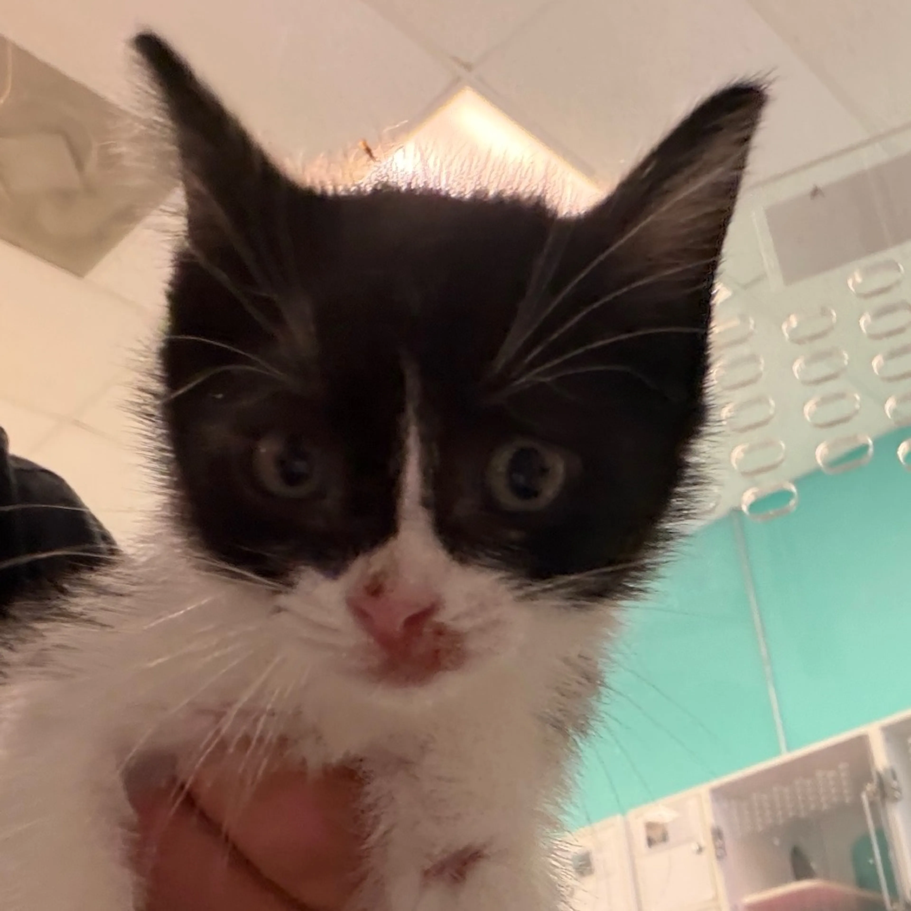 Found pet