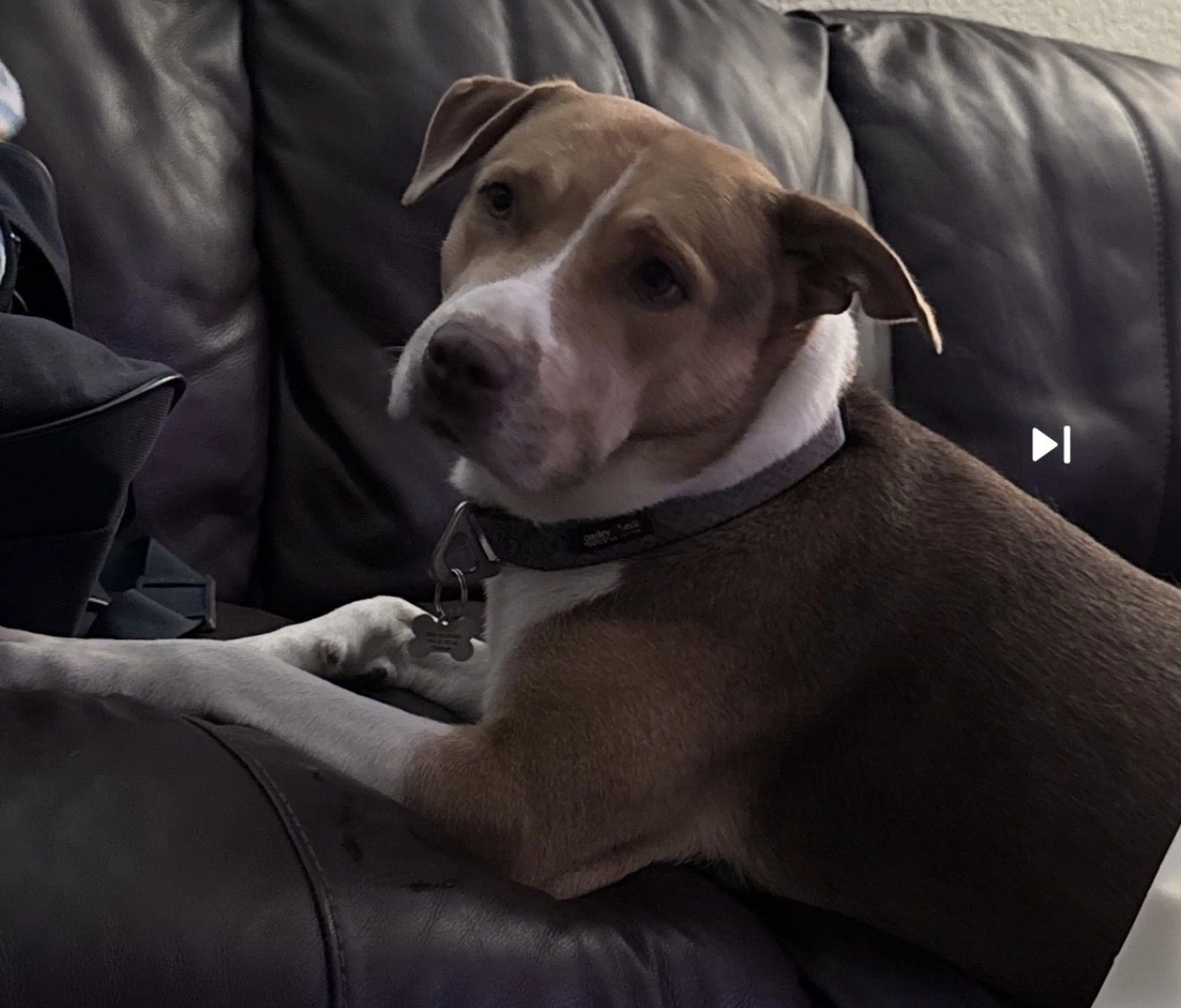 Lost pet-1