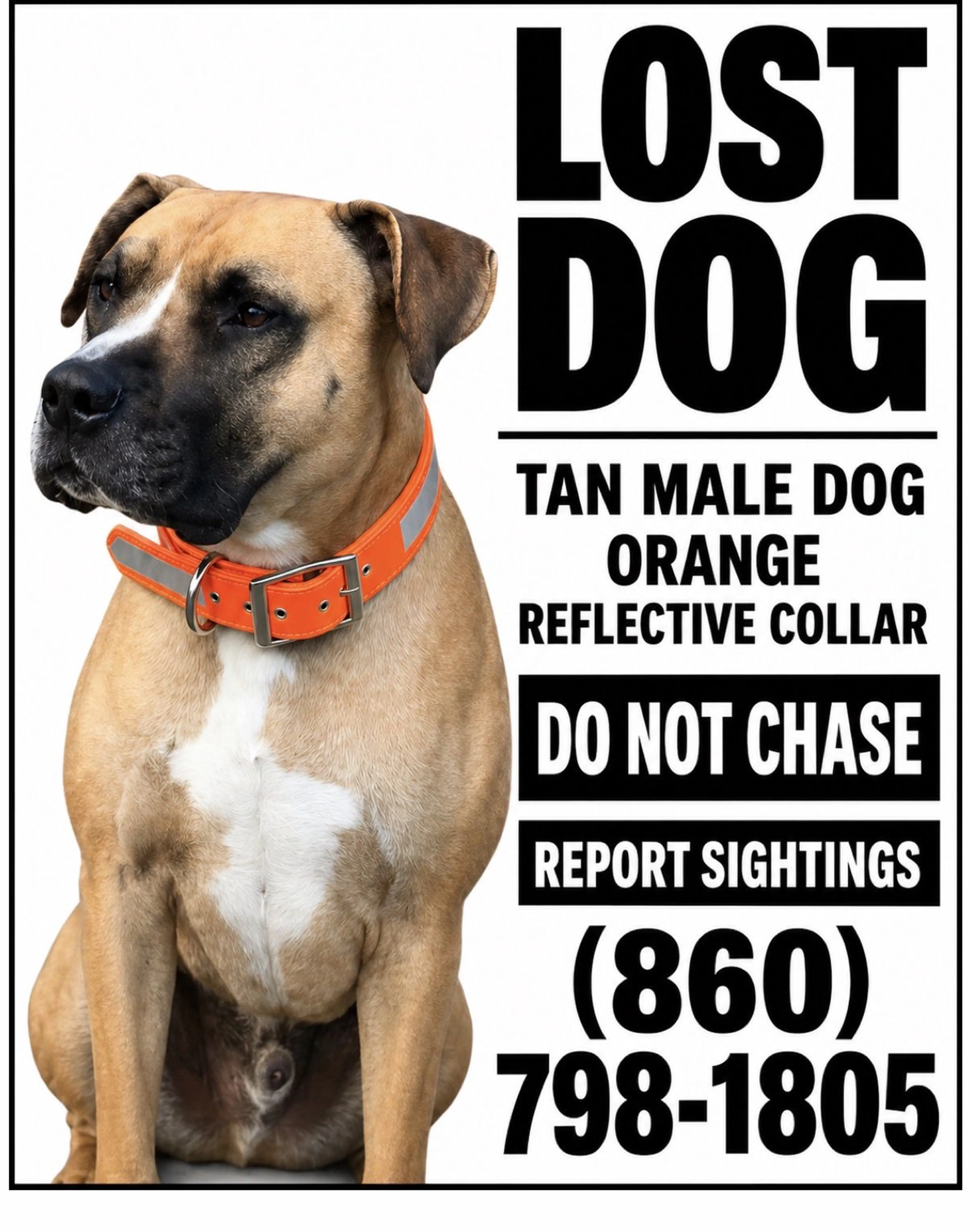 Lost pet-0