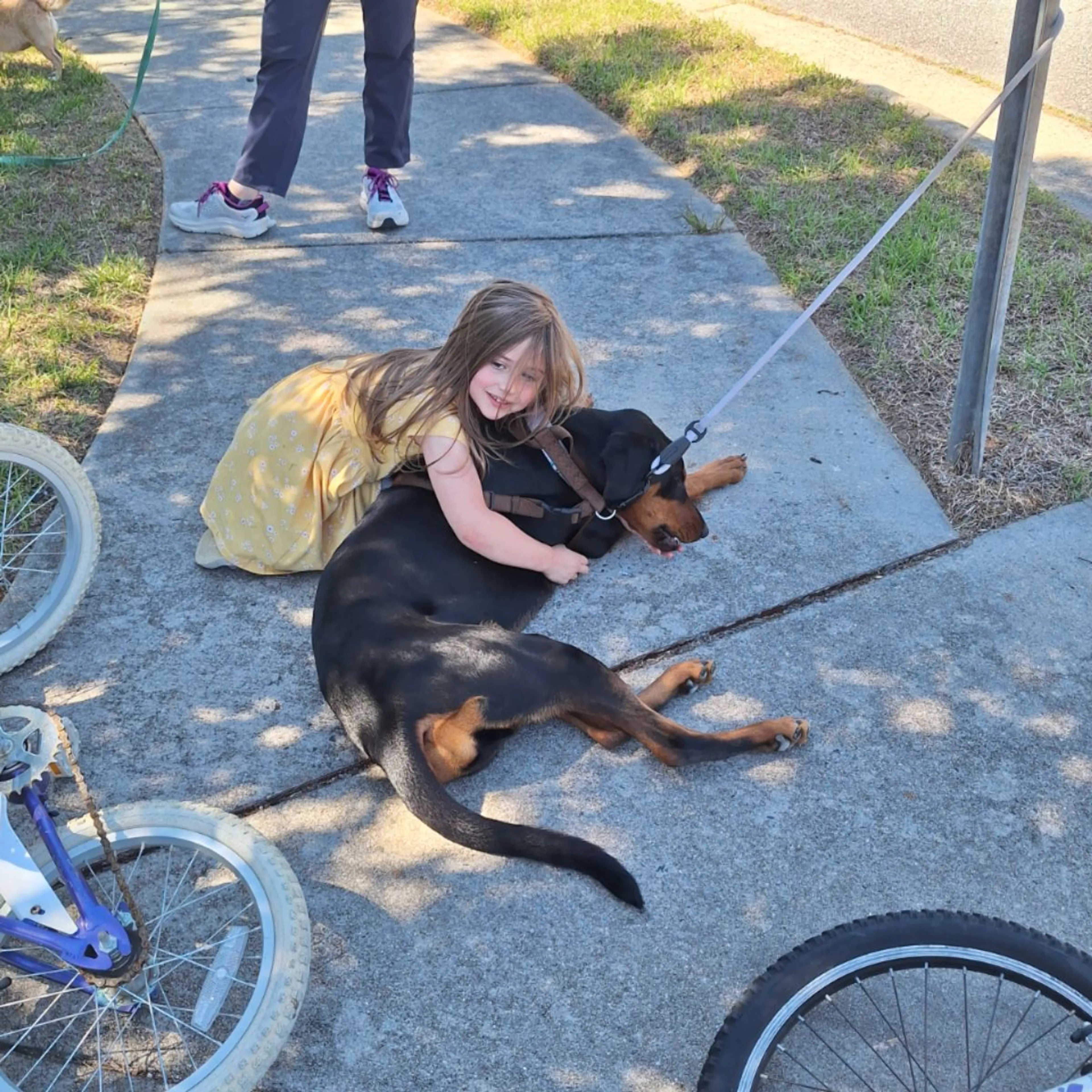 Found pet