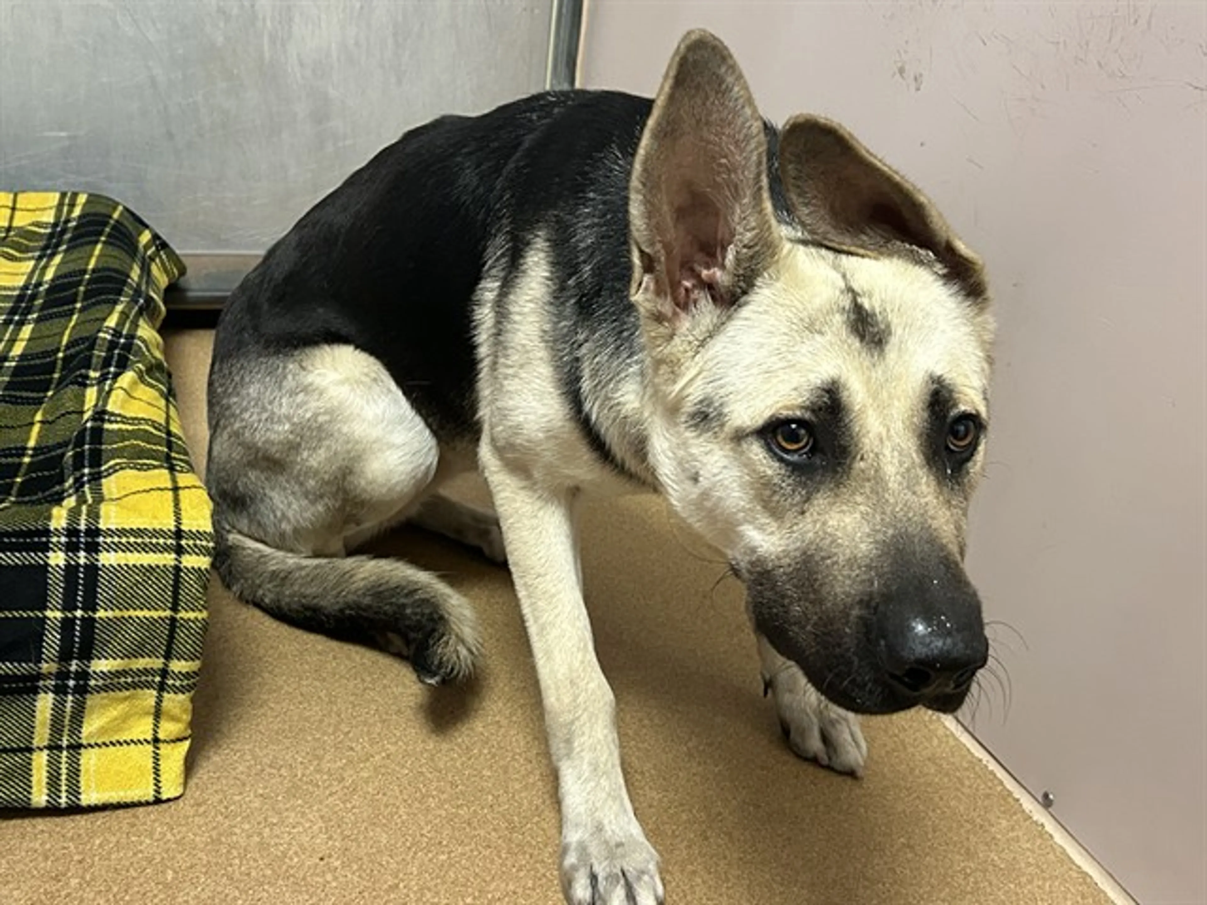 Found pet