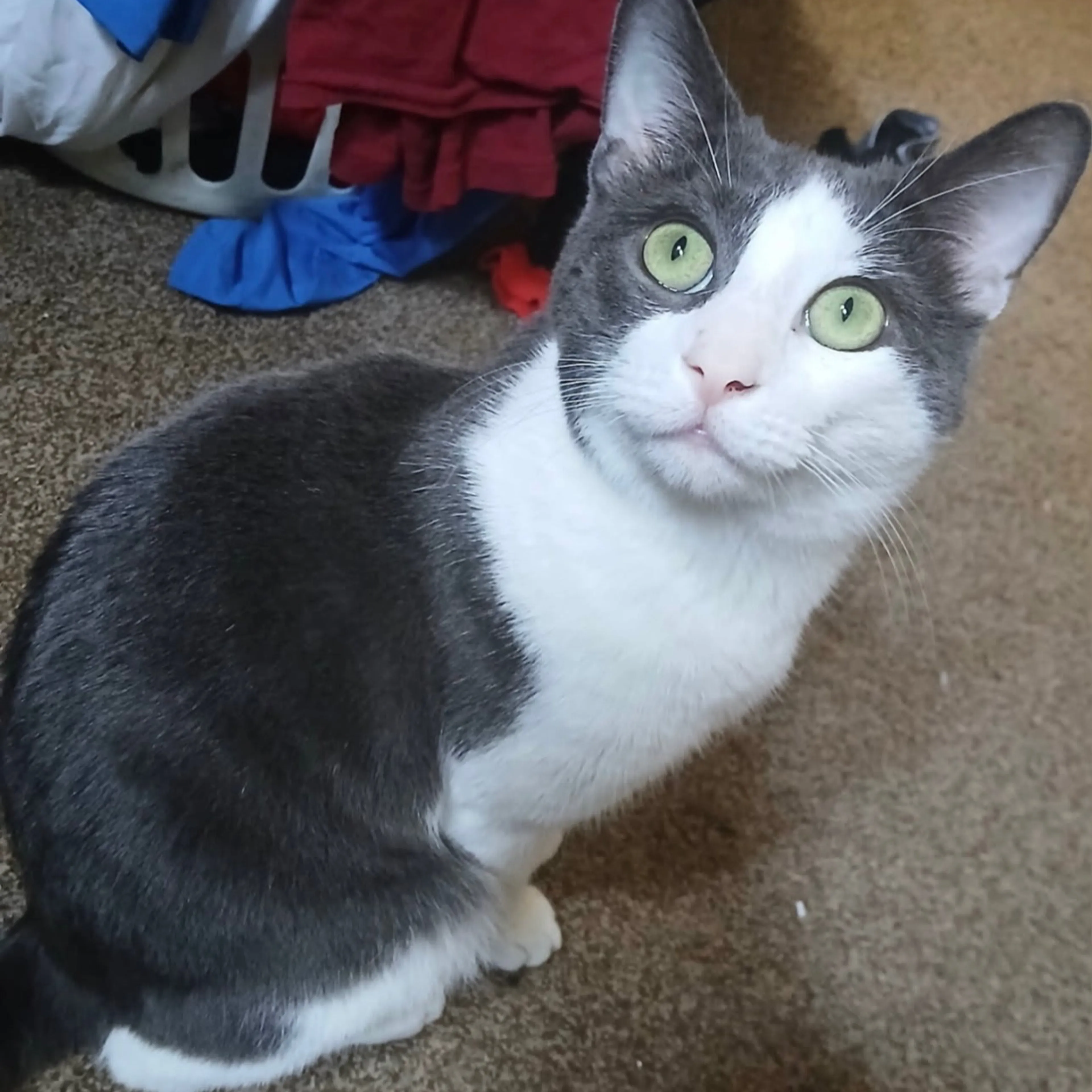 Lost pet-1