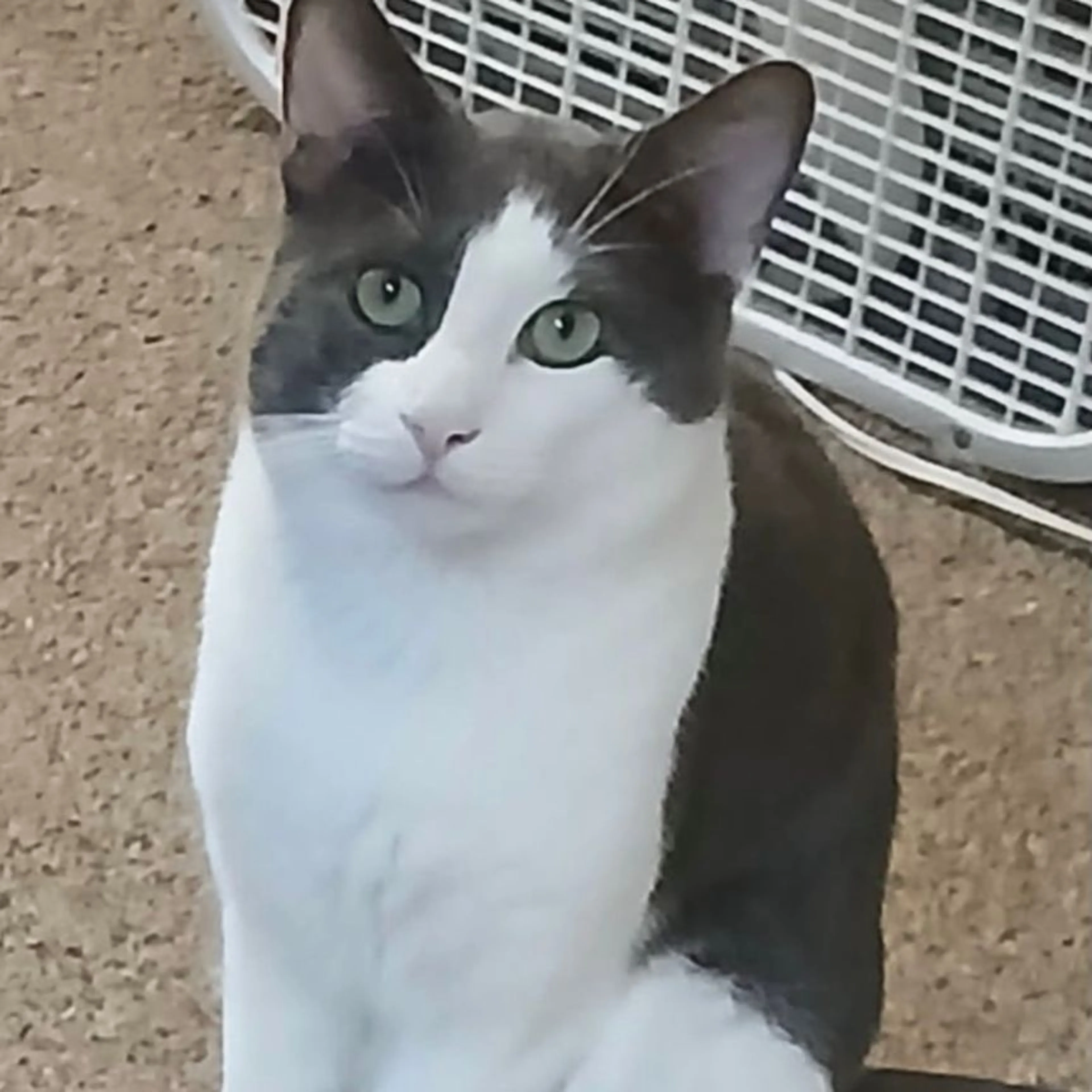 Lost pet-0