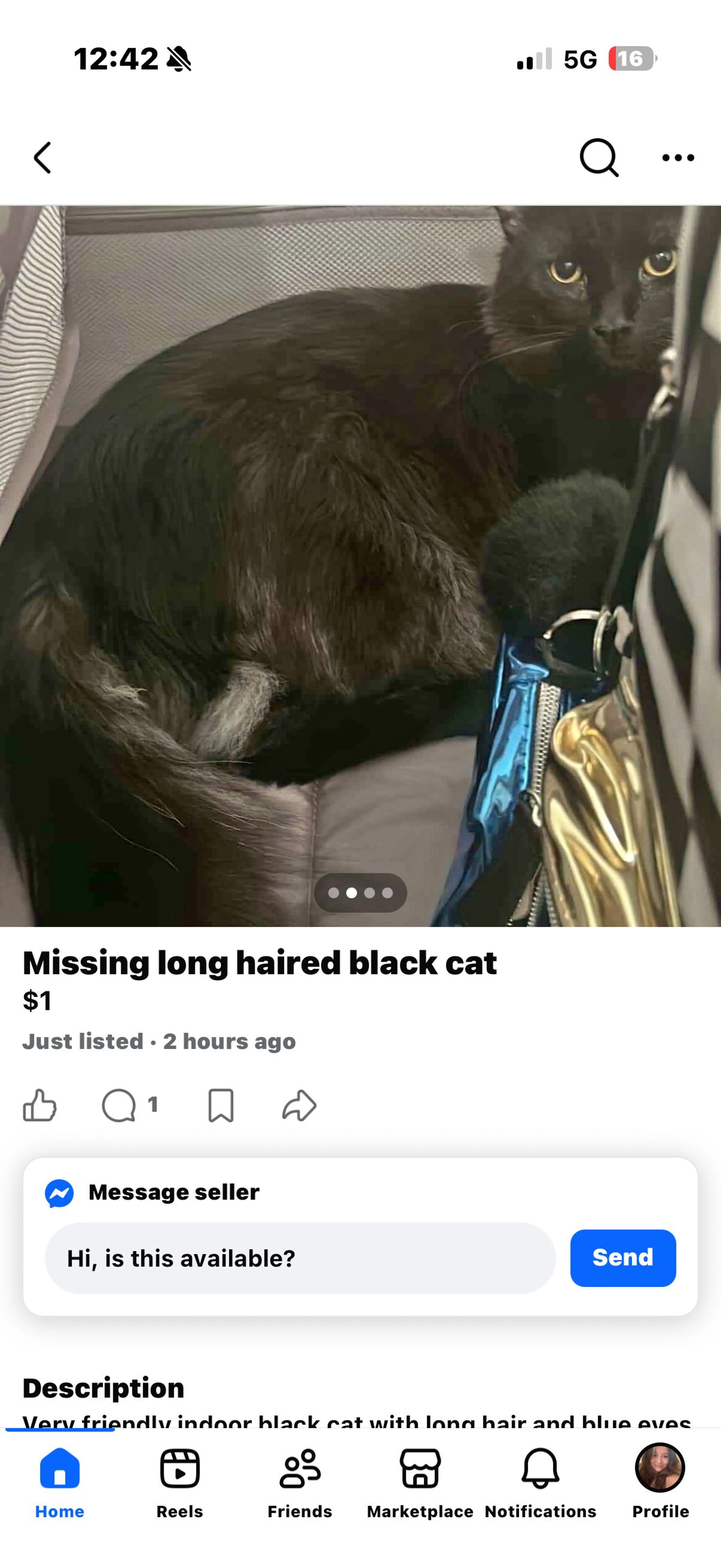 Lost pet-1