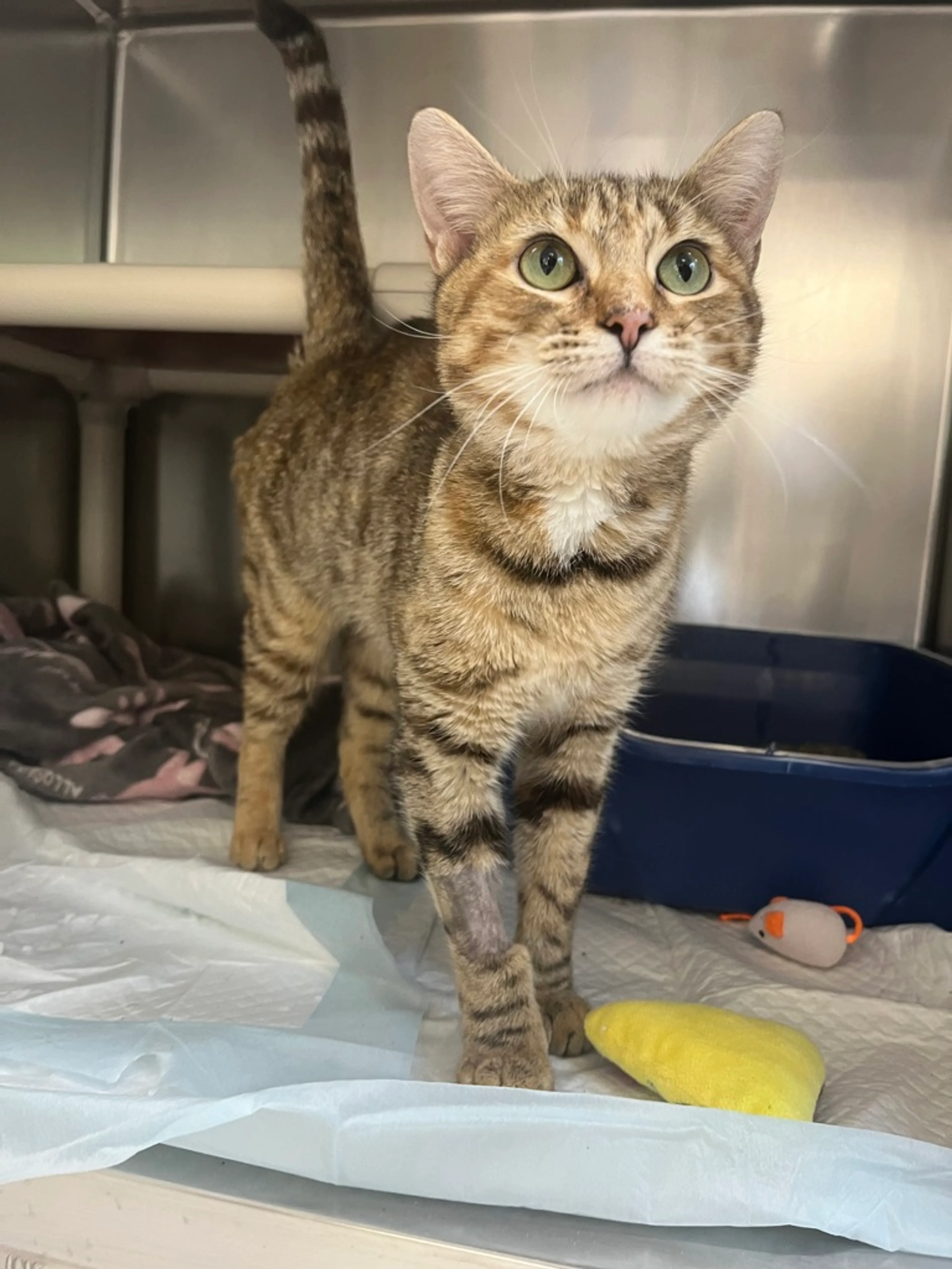 Found pet-2