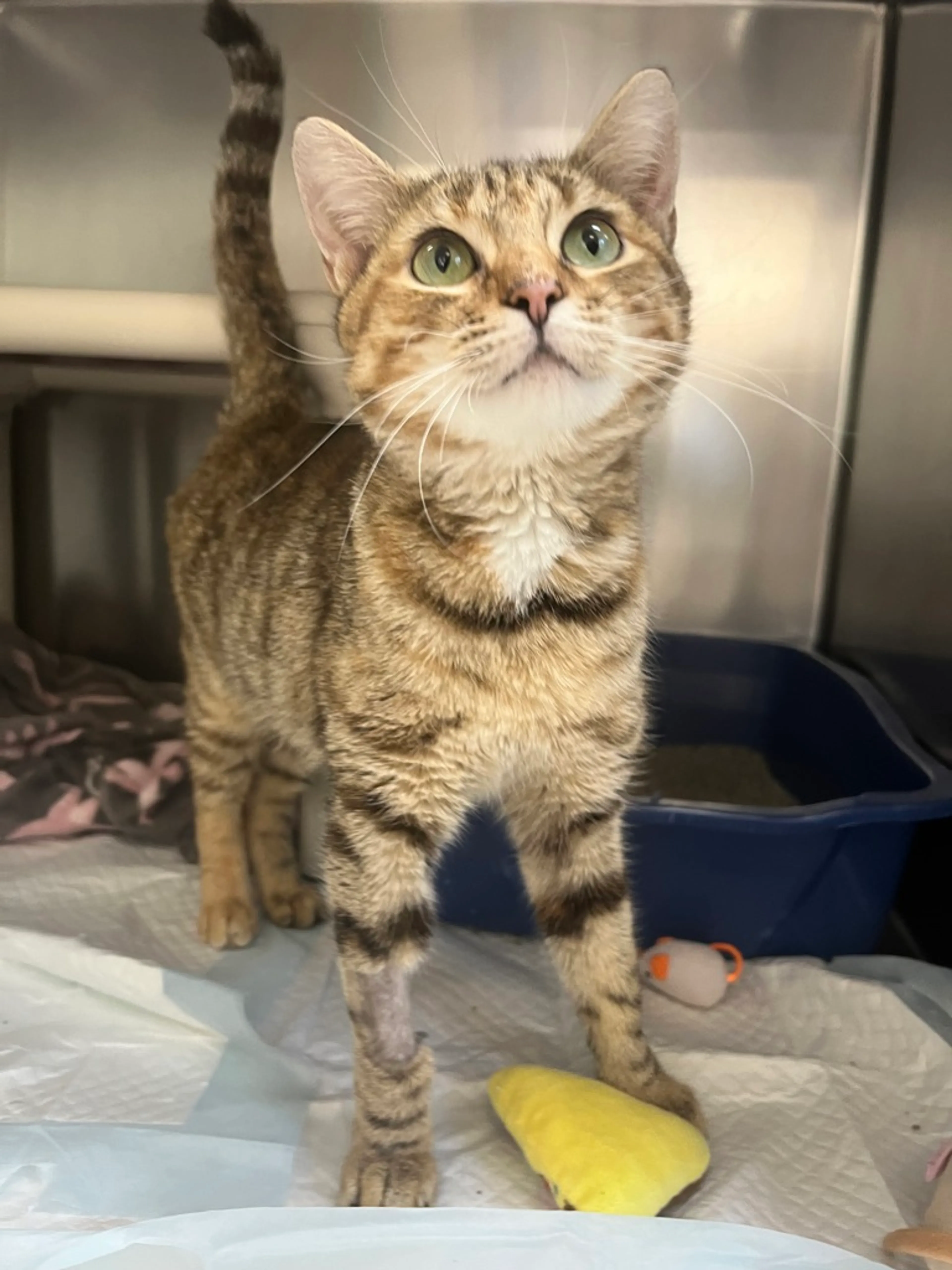 Found pet-1