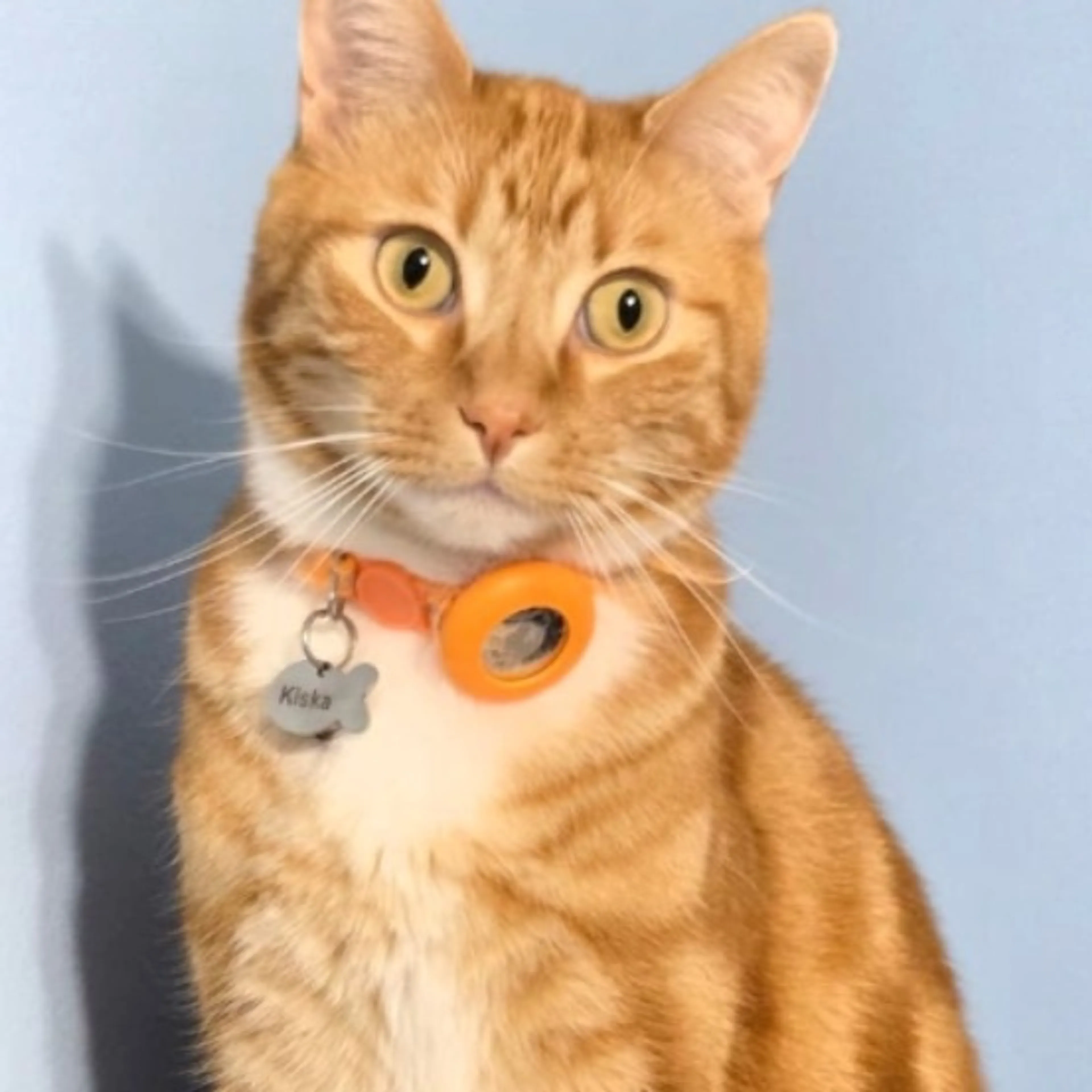 Lost pet