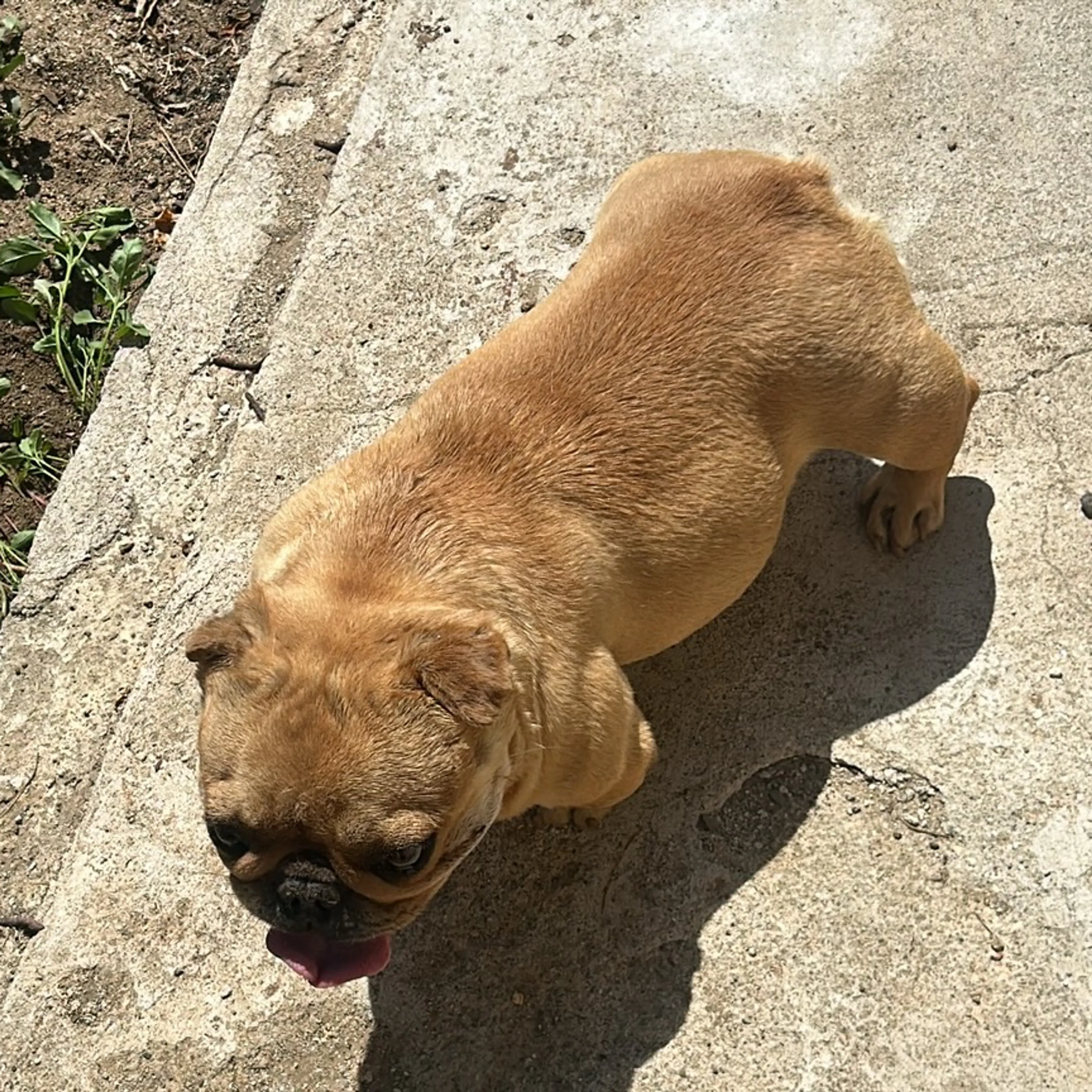 Found pet-1