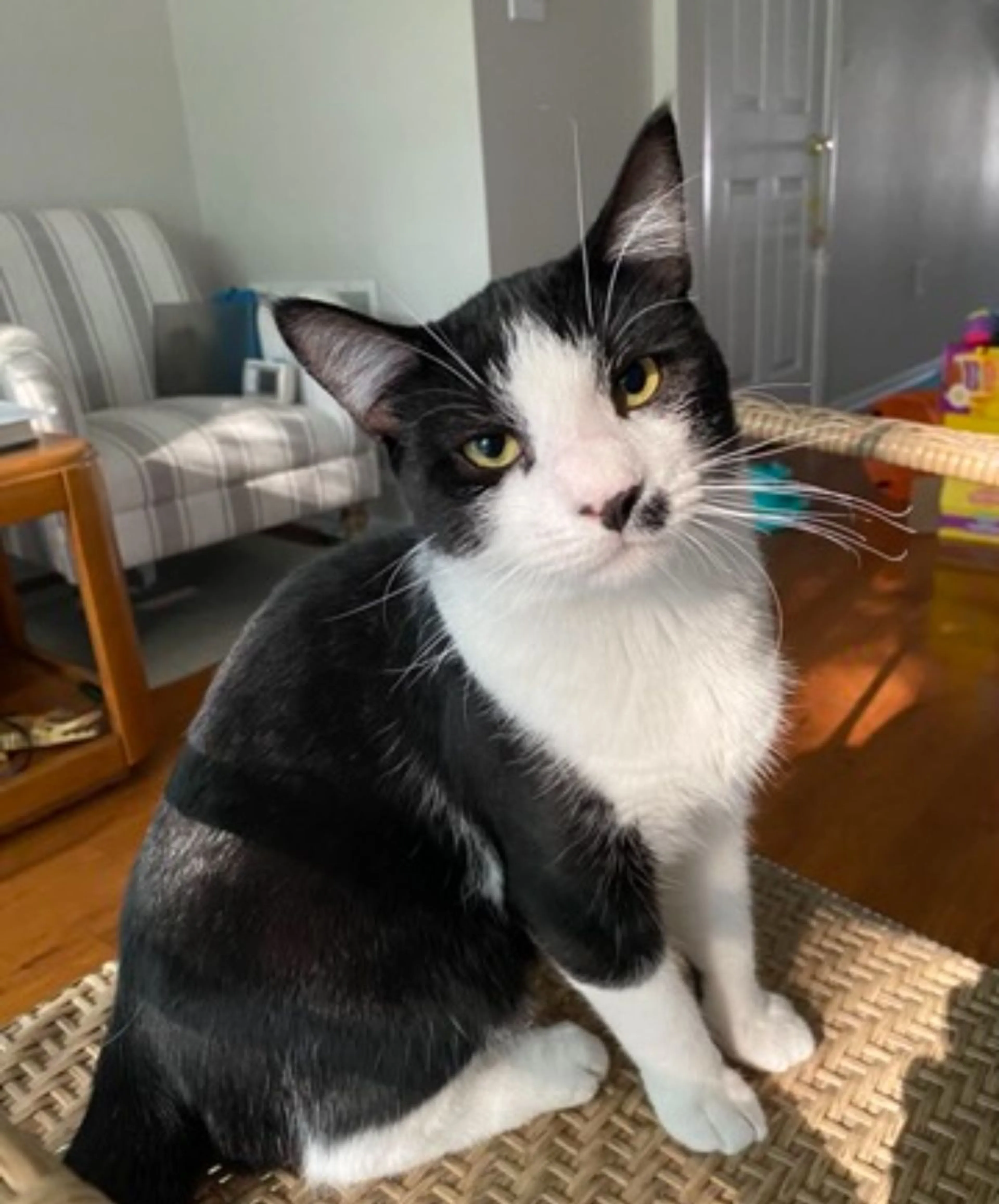 Lost pet