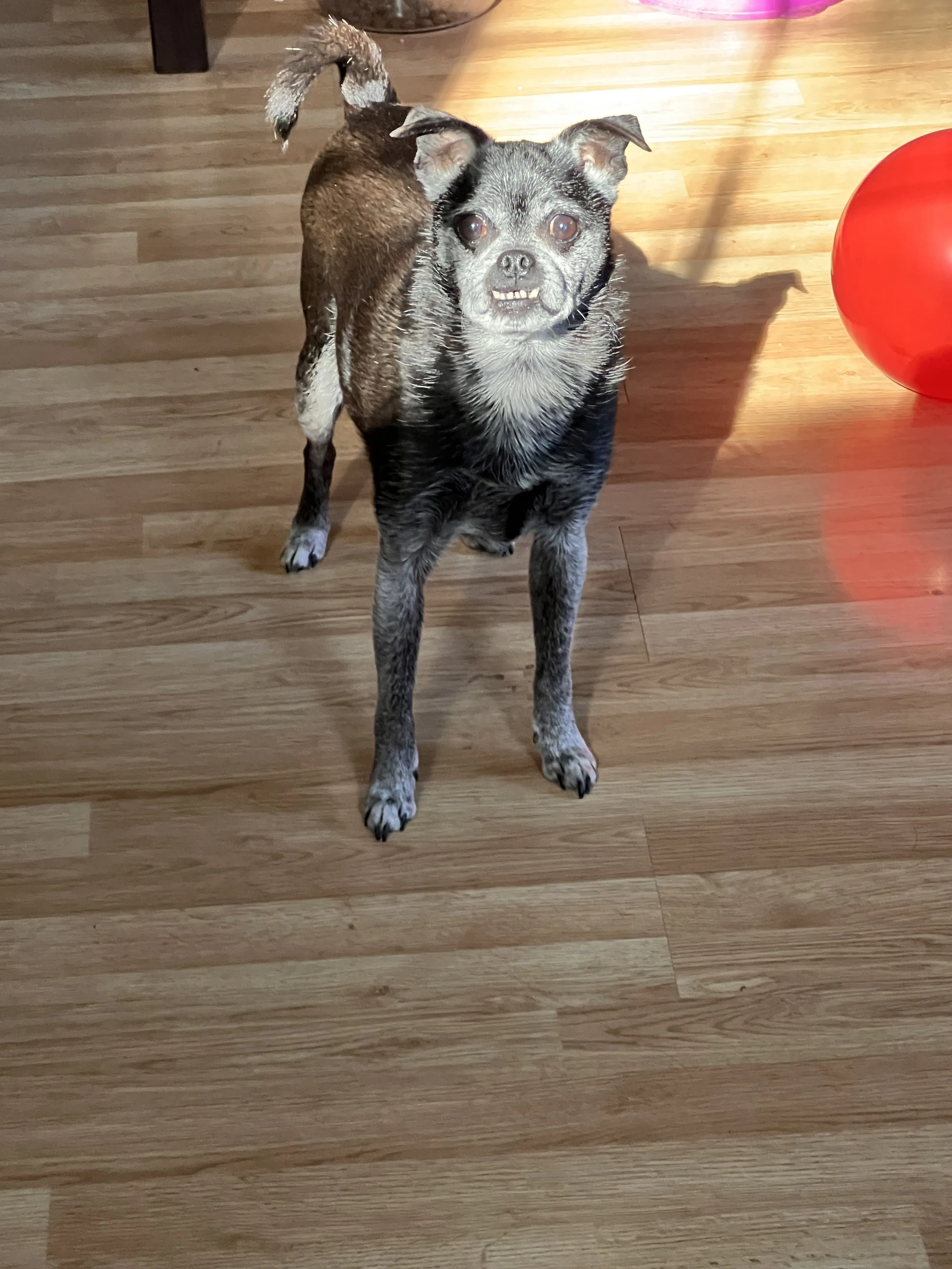Lost pet-0