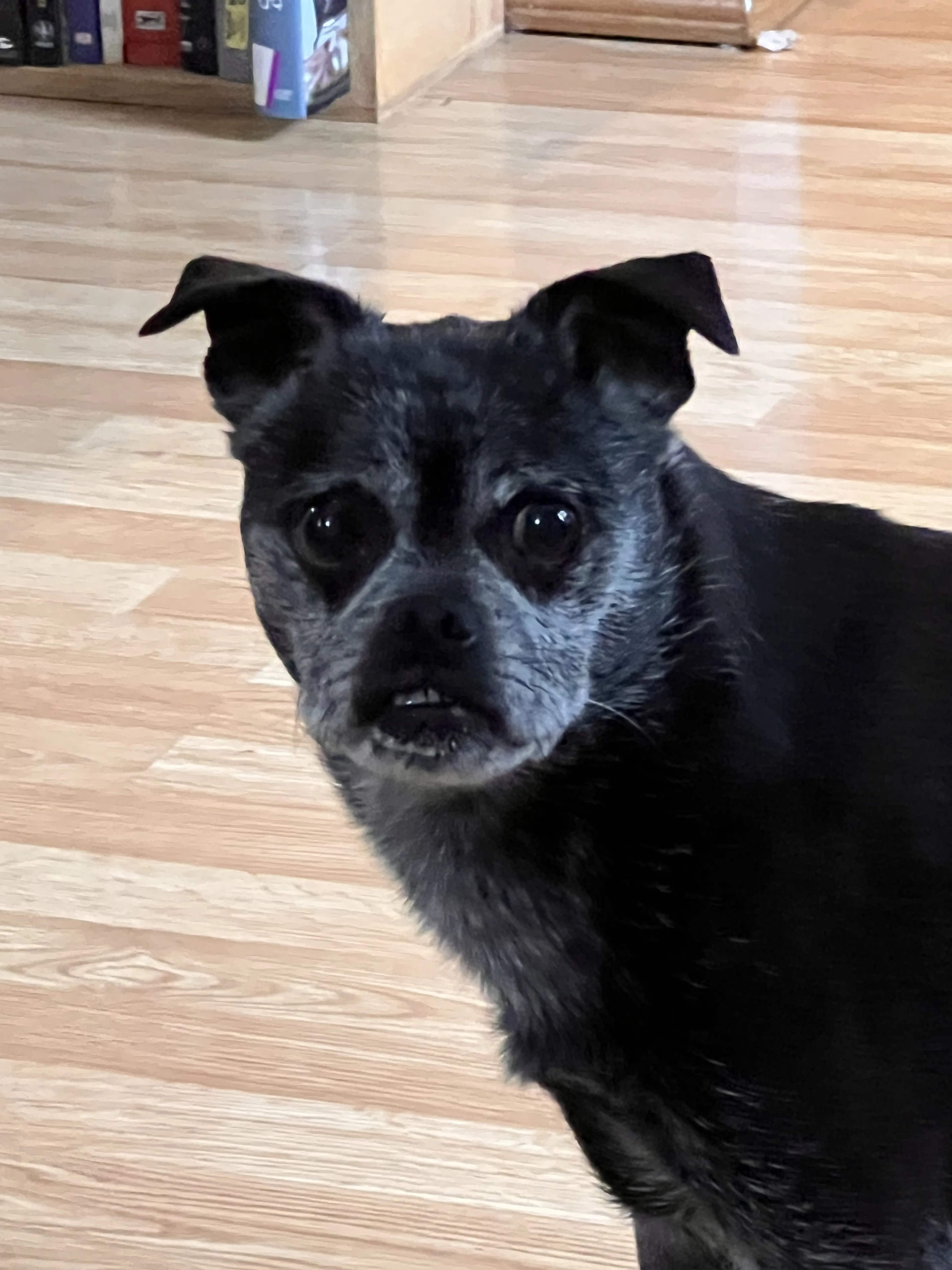 Lost pet-2