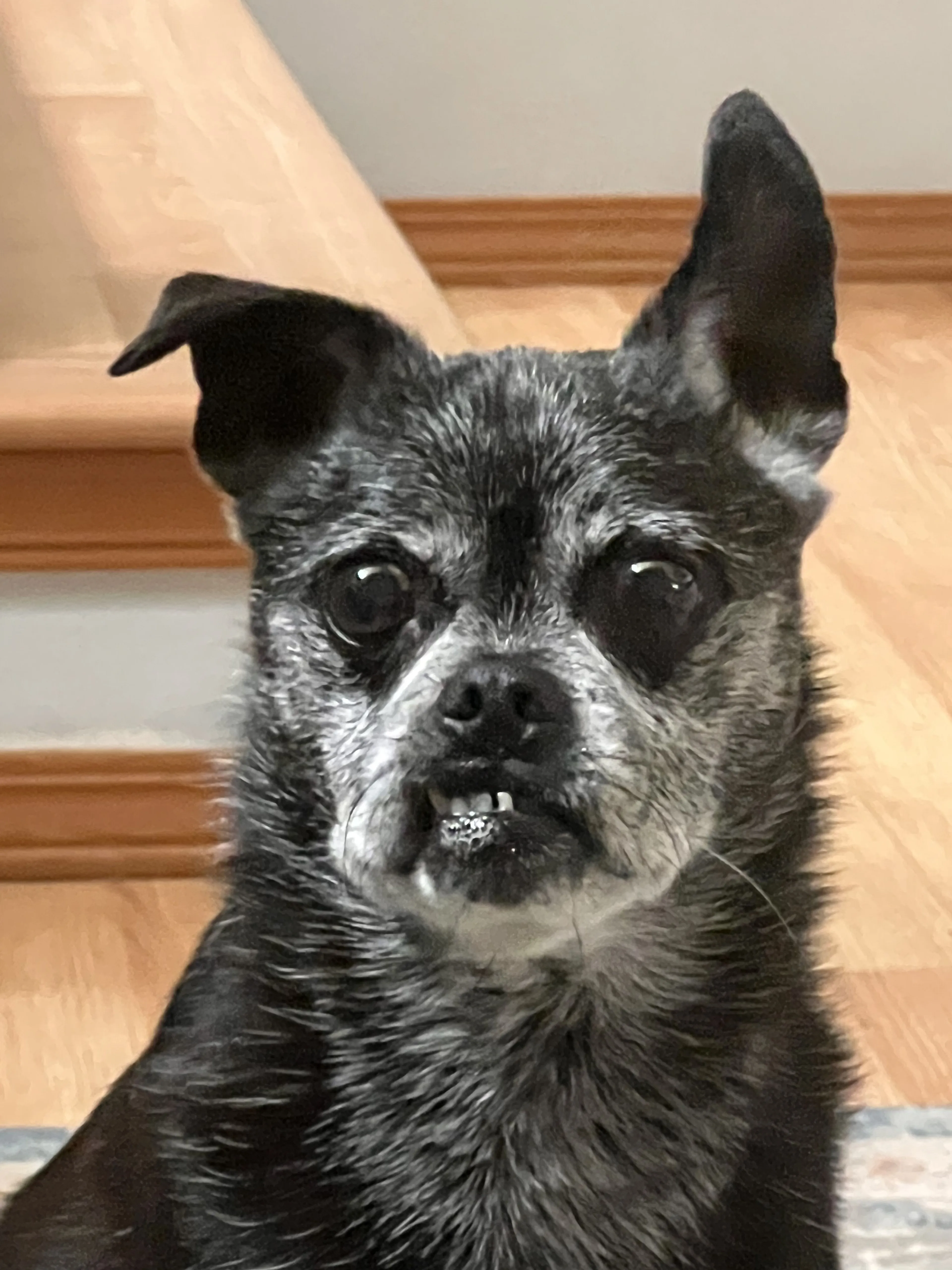 Lost pet-1