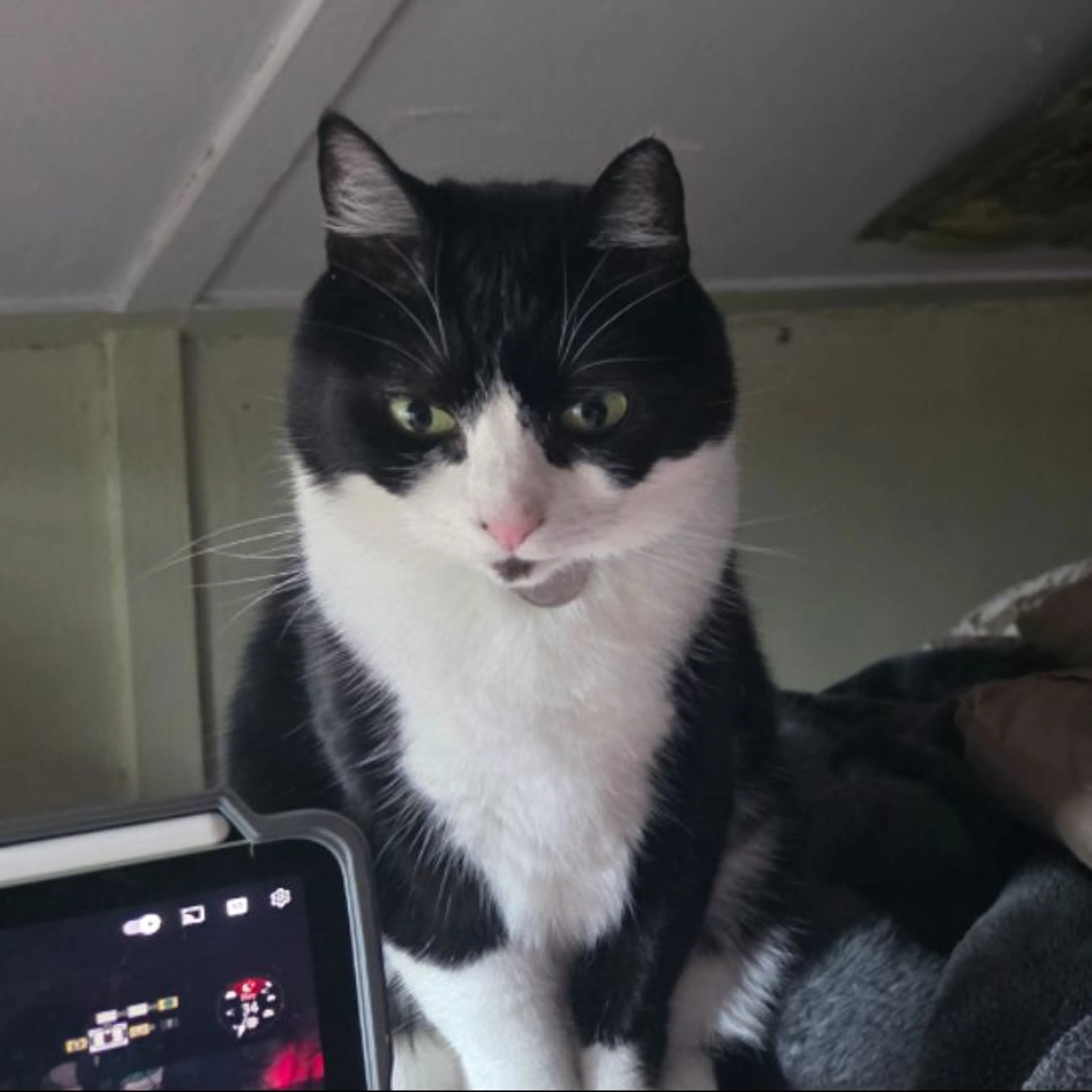 Lost pet