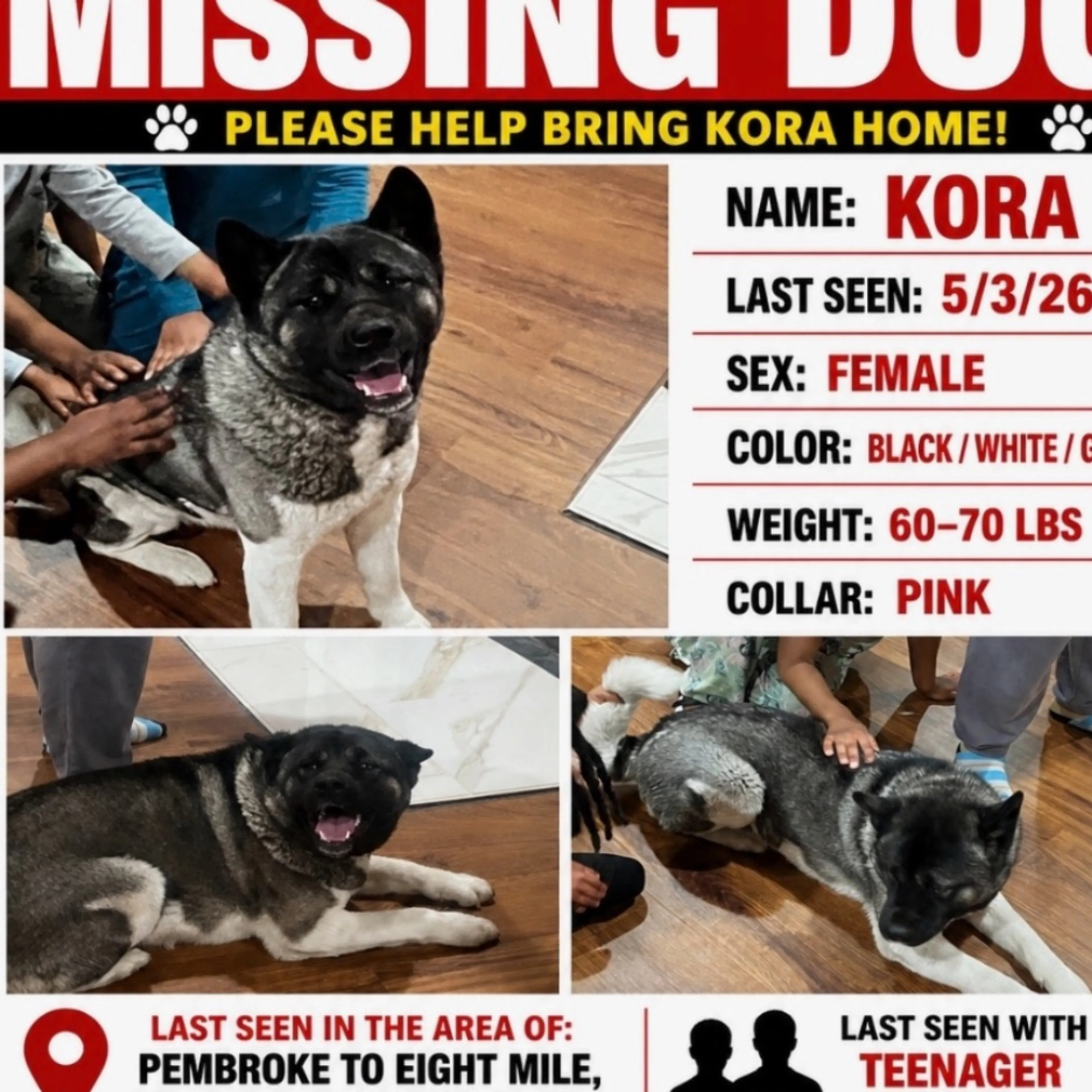 Lost pet
